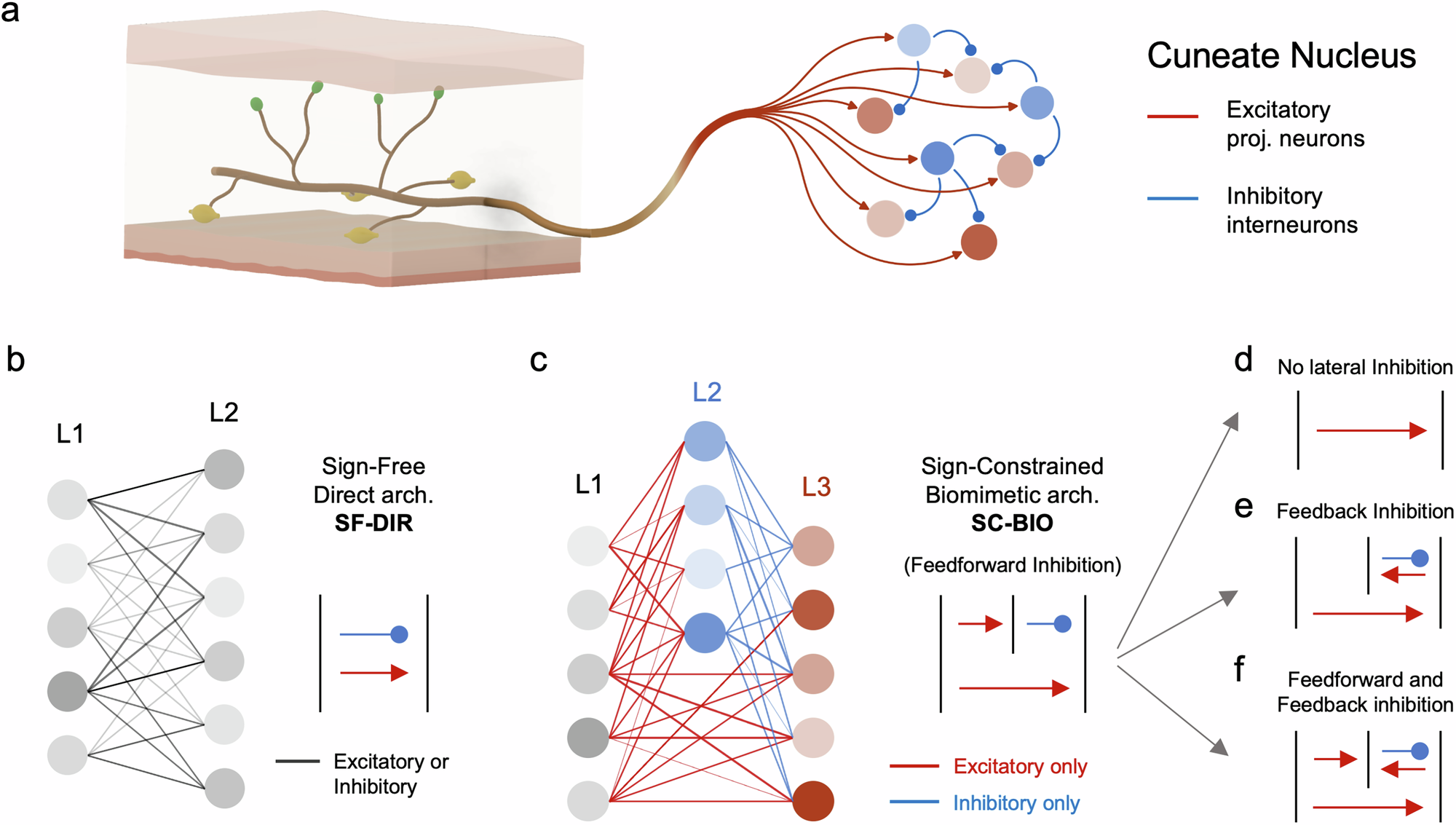 Fig. 2: Representation of the considered neuronal architectures.