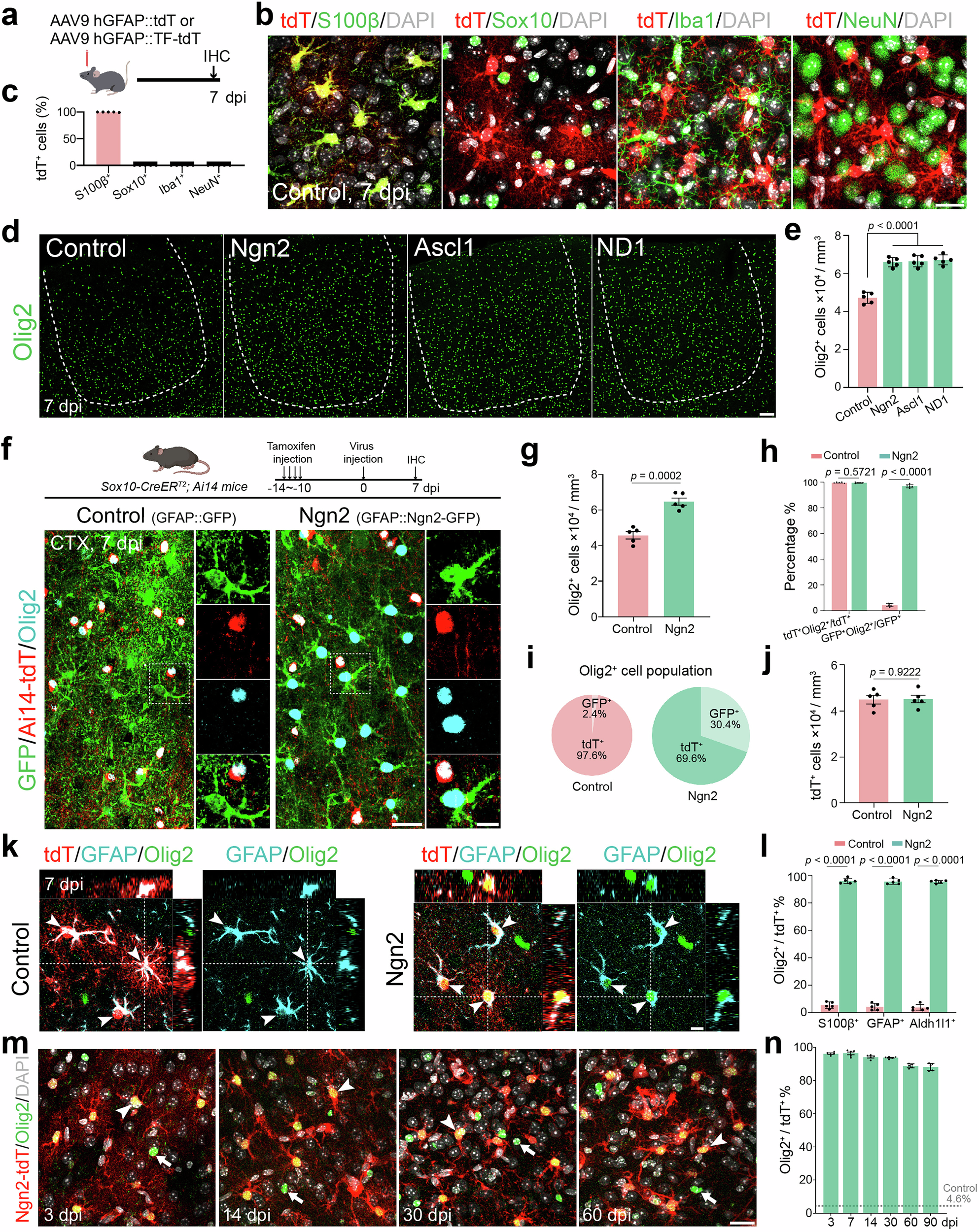 Fig. 1: Overexpression of bHLH pioneer transcription factors upregulates Olig2 in astrocytes.