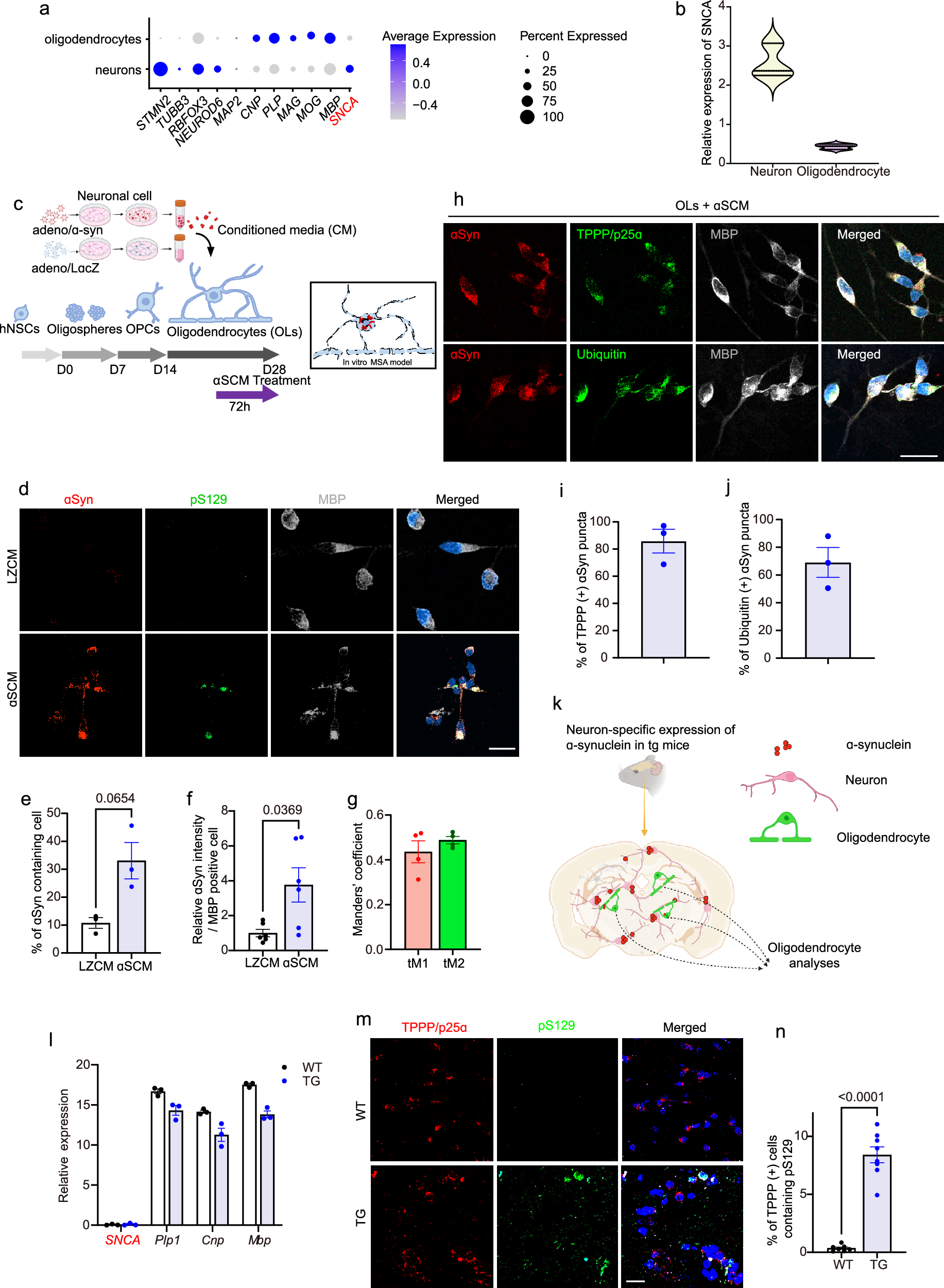 Fig. 1: The propagation of α-synuclein from neurons to oligodendrocytes leads to the accumulation of GCIs within oligodendrocytes.