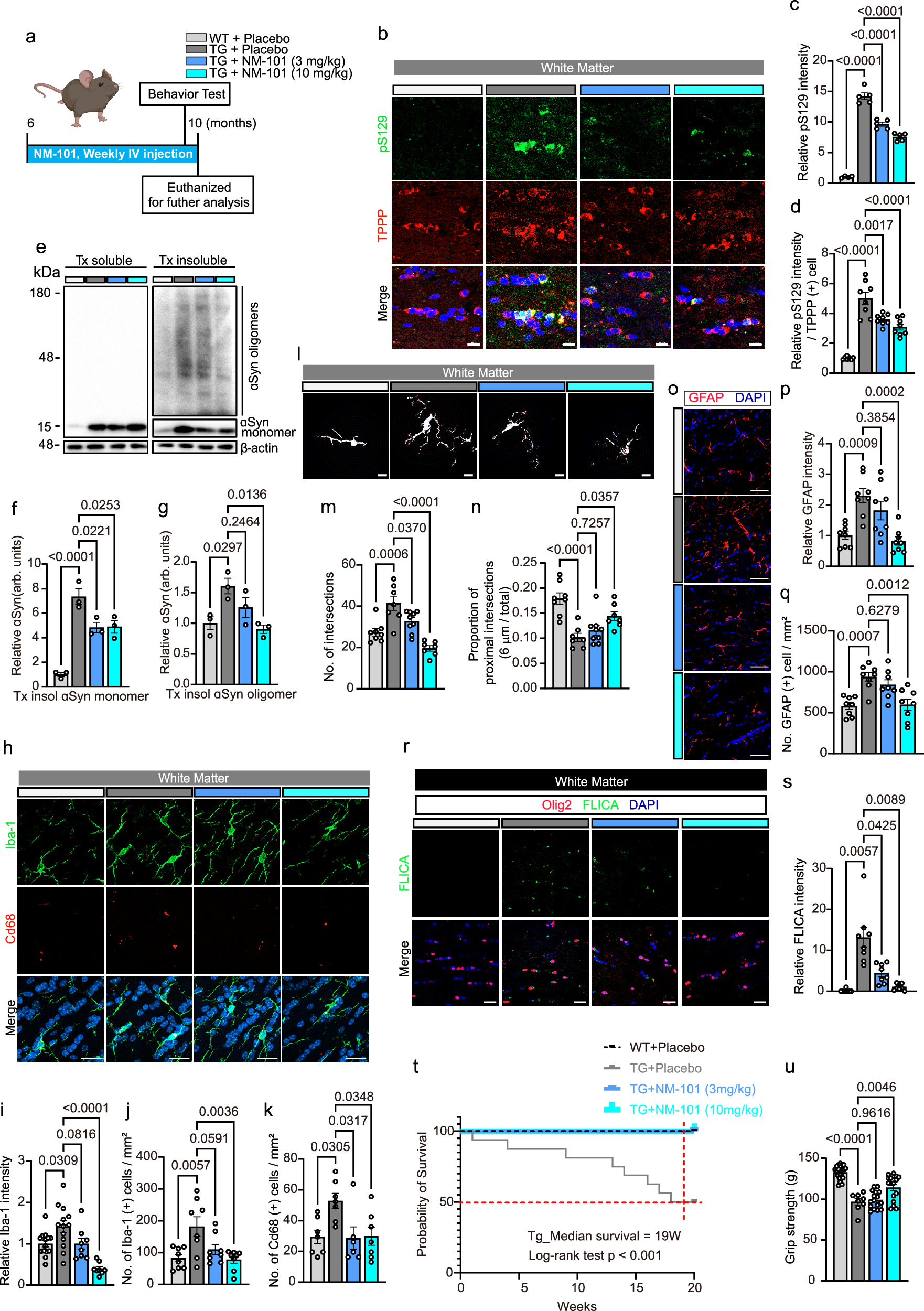 Fig. 3: Treatment with antagonizing antibody against TLR2 reduced GCI accumulation and the associated pathologies in Tg mice.