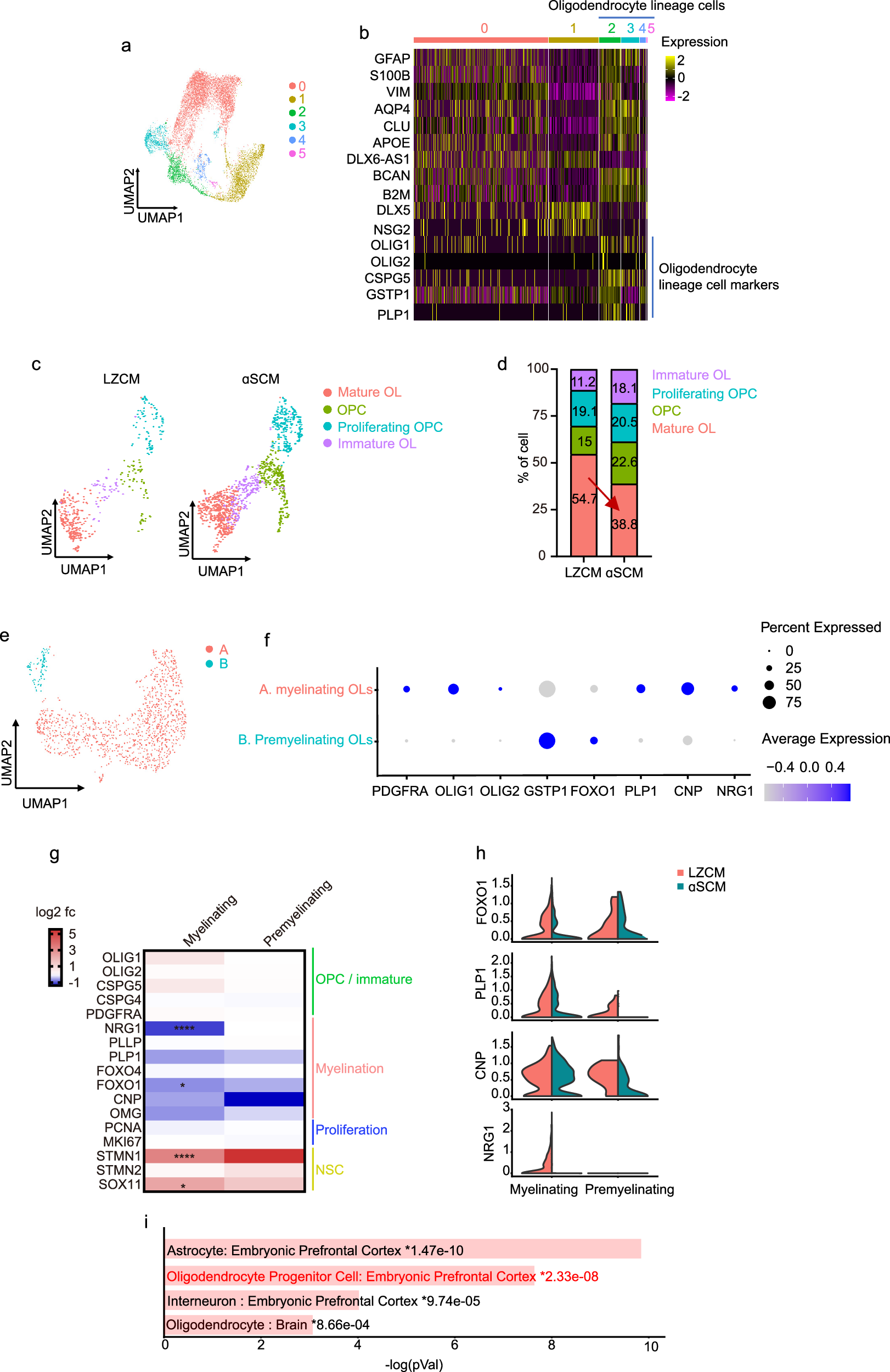 Fig. 4: Transcriptional changes in human oligodendrocytes upon αSyn treatment.