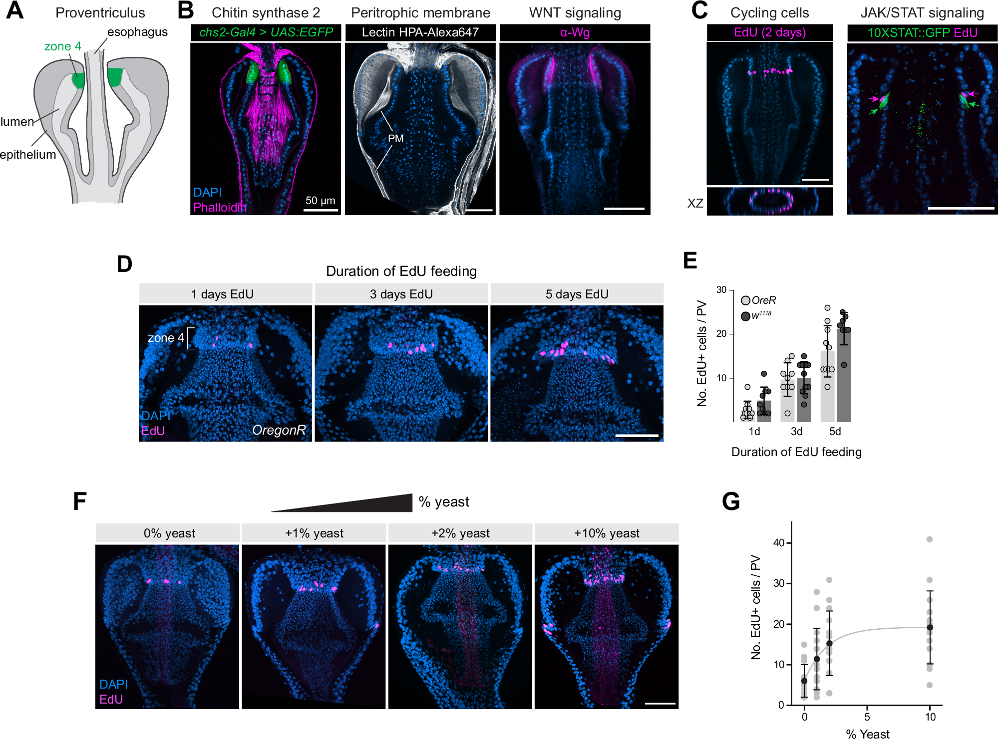 Fig. 1: The Drosophila proventriculus contains a ring of nutrition-sensitive EdU+ cells located in Zone 4.