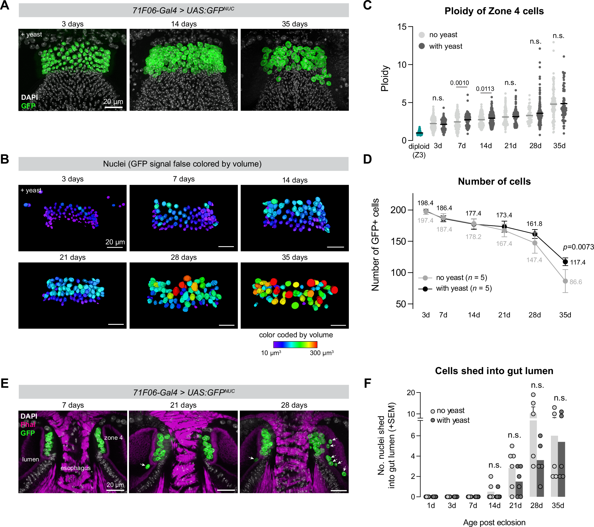 Fig. 6: Zone 4 ploidy increases over the fly lifespan, while cells are continually lost into the gut lumen during aging.