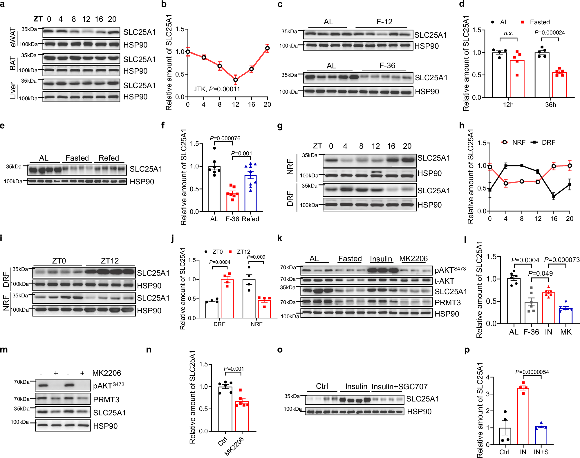 Fig. 6: Diurnal expression pattern of SLC25A1 in eWAT is controlled by feeding in an Insulin-pAKT-dependent manner.