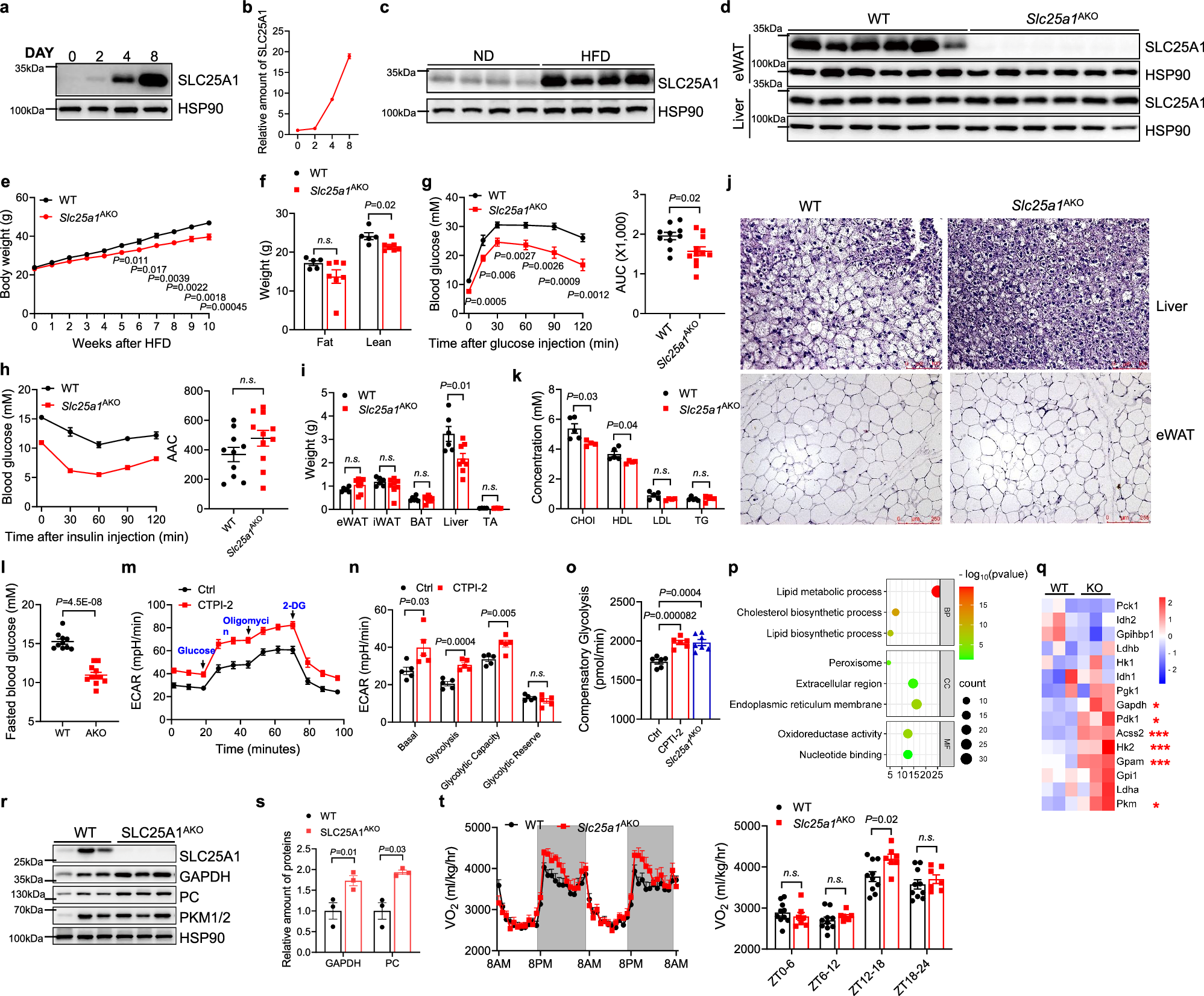 Fig. 8: Deletion of Slc25a1 protects mice from high-fat diet-induced hyperglycemia and glucose intolerance through enhanced adipocyte glucose metabolism.