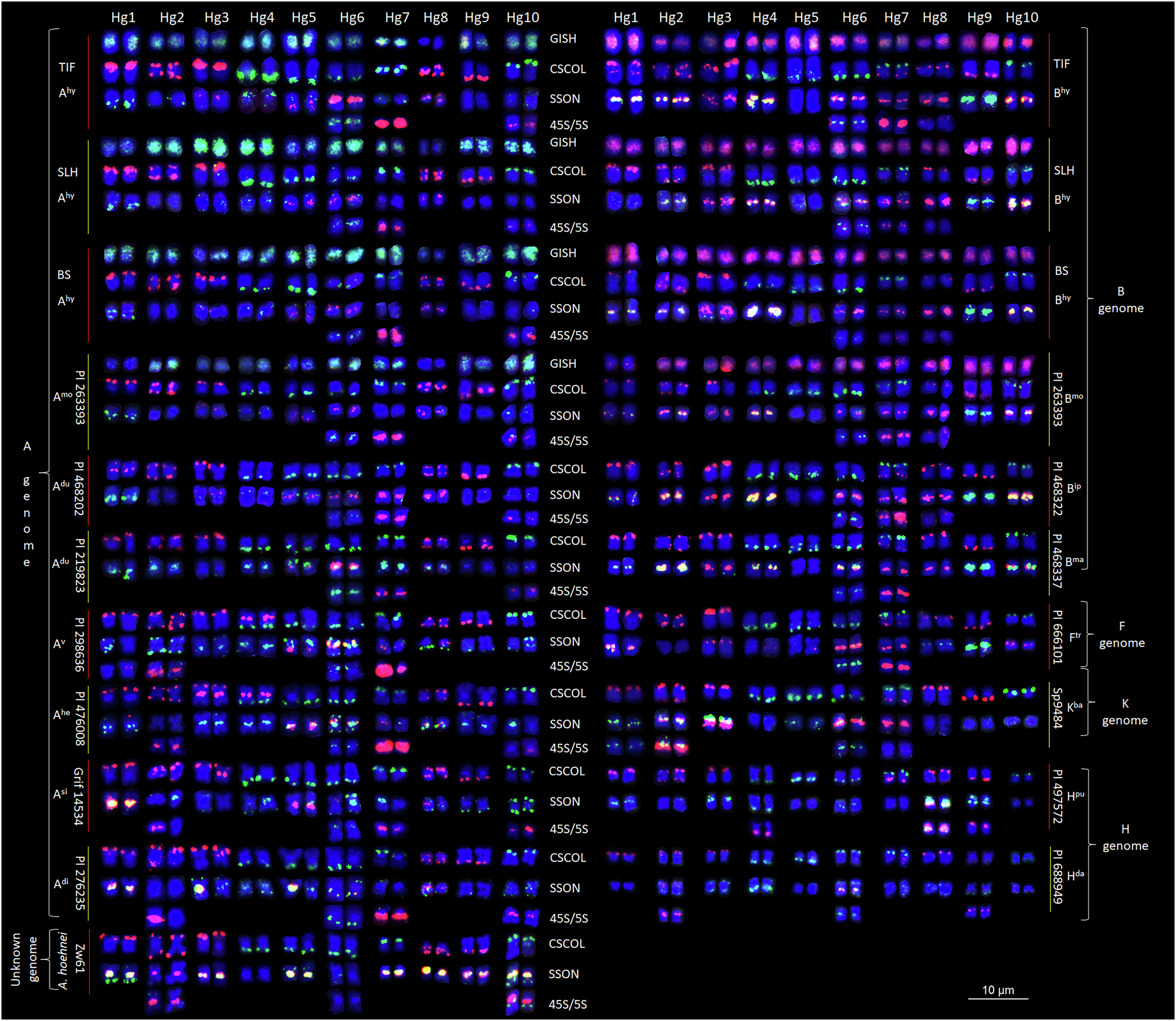Fig. 2: Homoeologous chromosome grouping of Arachis species based on karyotyping using 10 CSCOLs.