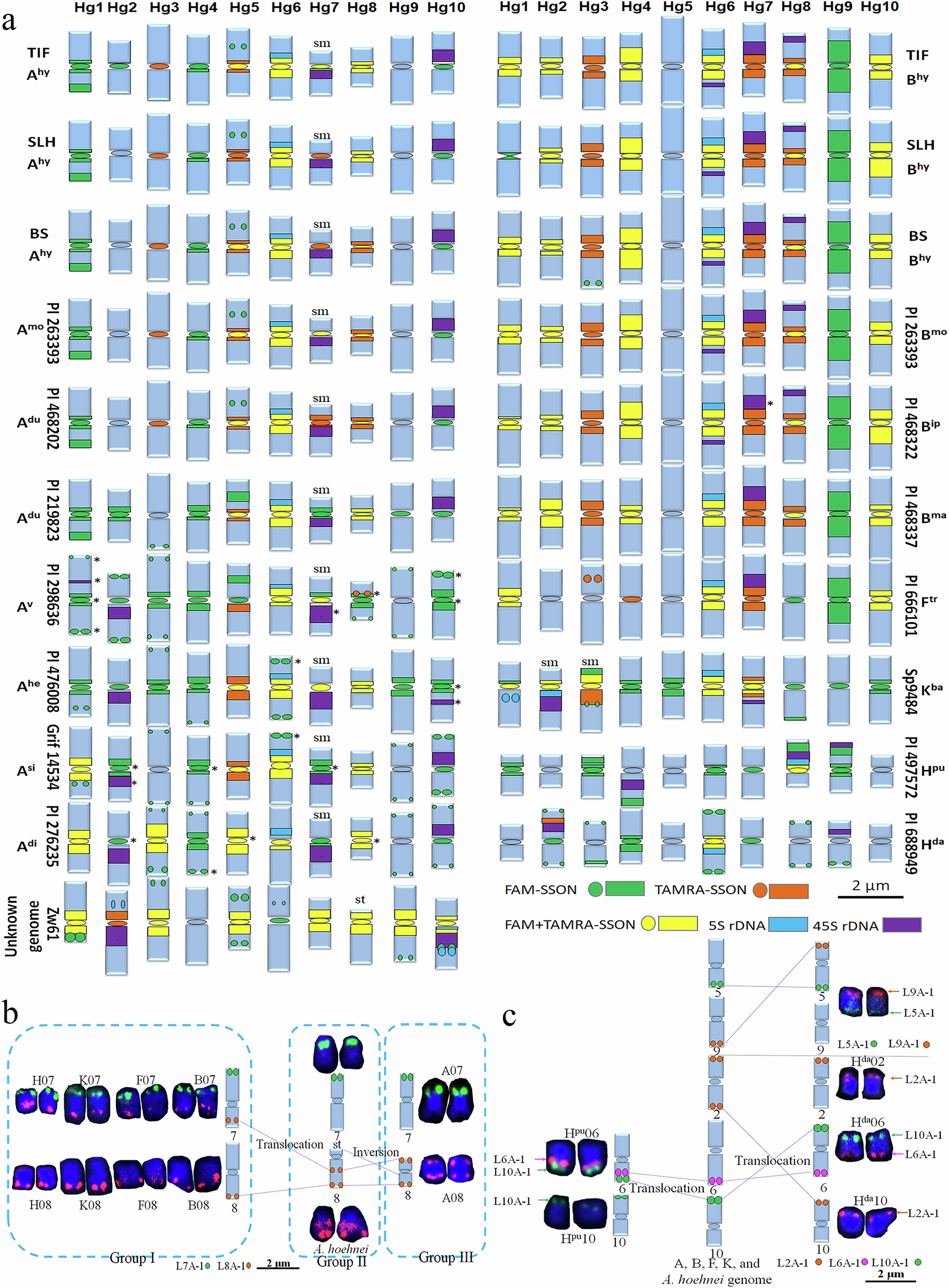 Fig. 3: Idiogram and structural chromosome variation (SCV) model of Arachis species based on signals from the 10 CSCOLs, SSON, and 45S and 5S rDNA probes.