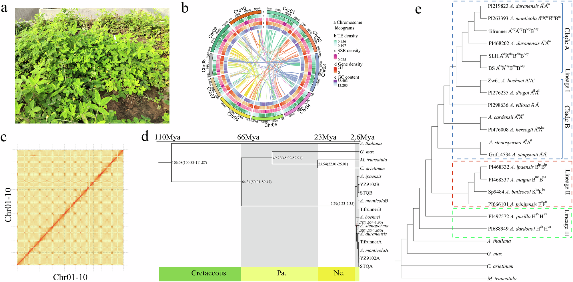 Fig. 4: Complete genome assembly of A. hoehnei and evolution of genome A’.