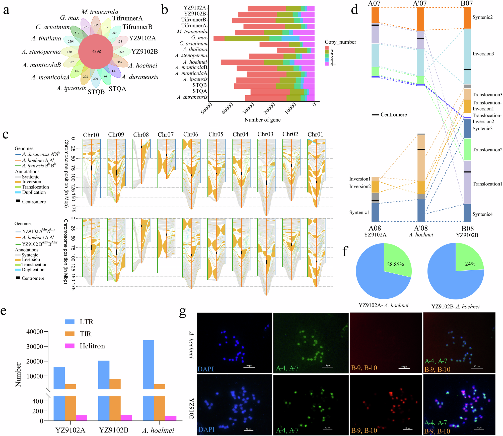 Fig. 5: Comparative genomic analysis and genome evolution.