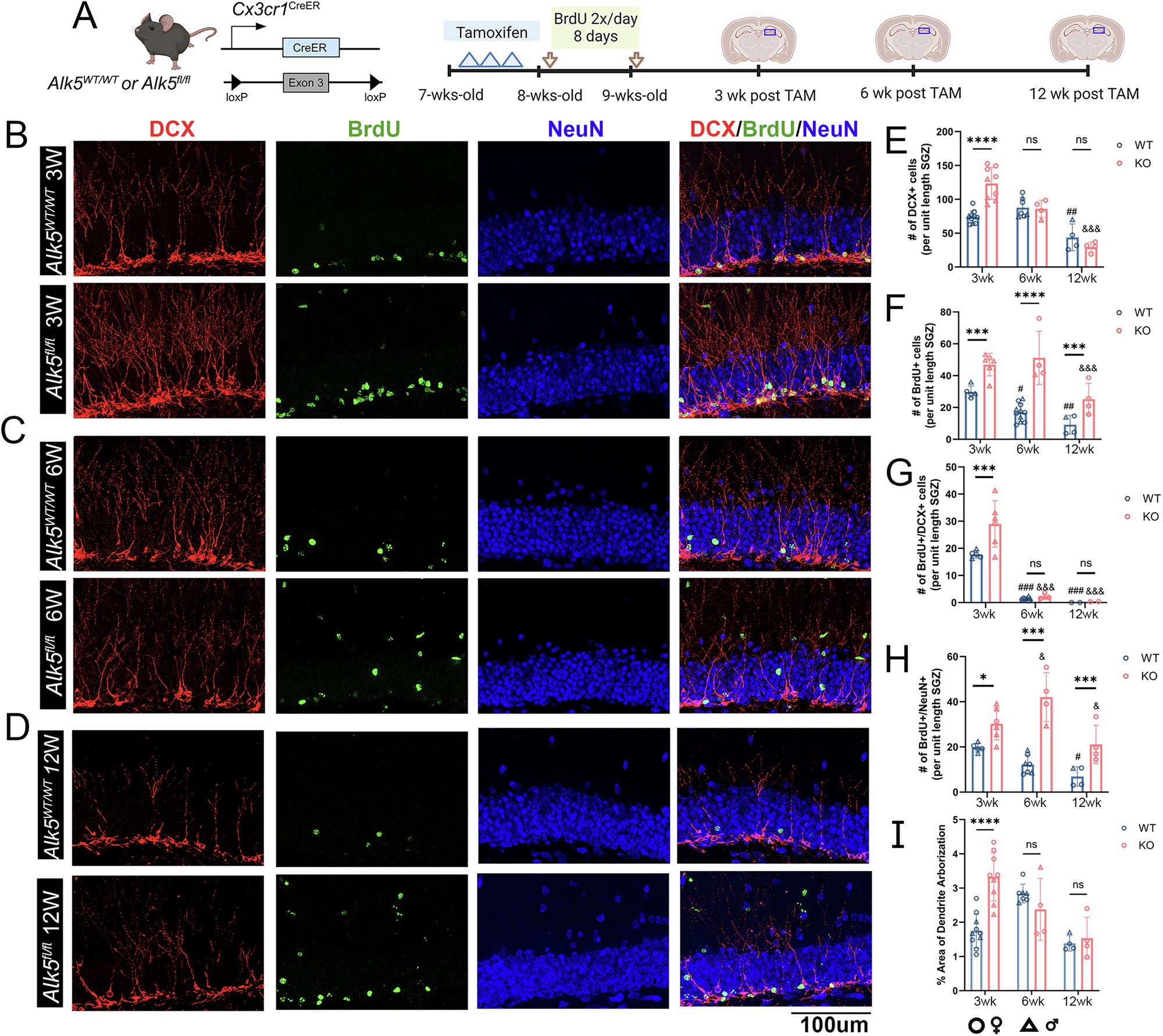Fig. 2: Cx3cr1CreER -Alk5 iKO mice show an increase in a cohort of adult hippocampal neurogenesis.
