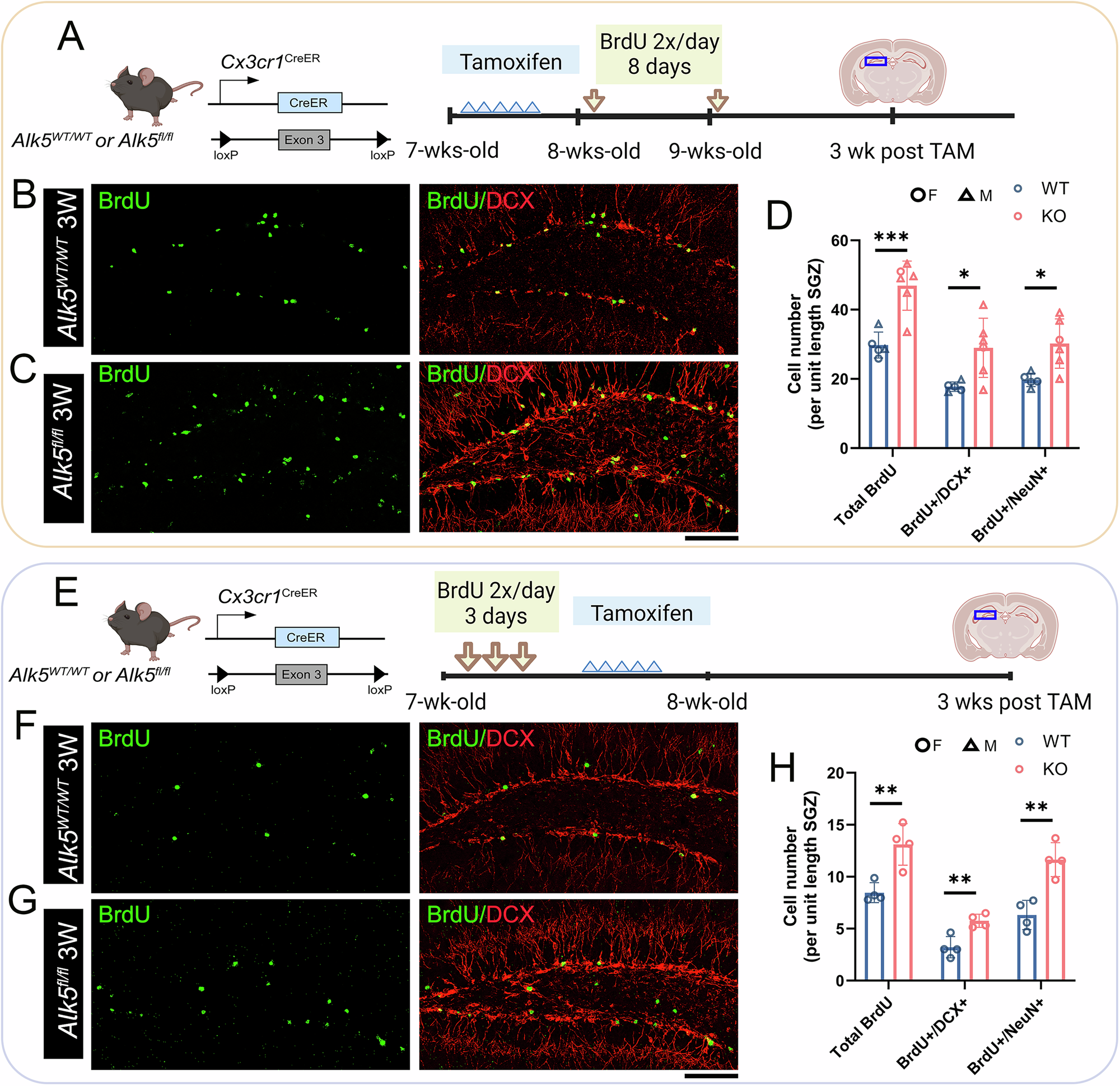 Fig. 4: Enhanced survival of newly-born adult neurons in the adult mouse hippocampus following microglial deletion of the Alk5 gene.