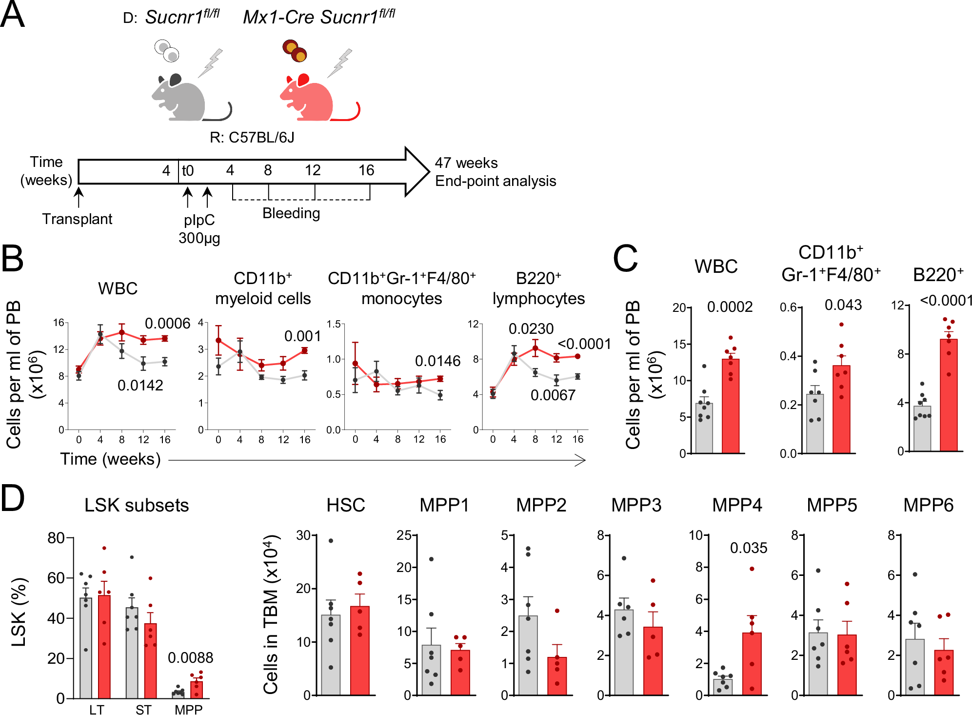 Fig. 4: Sucnr1 restricts HSPC and hematopoiesis cell-autonomously.