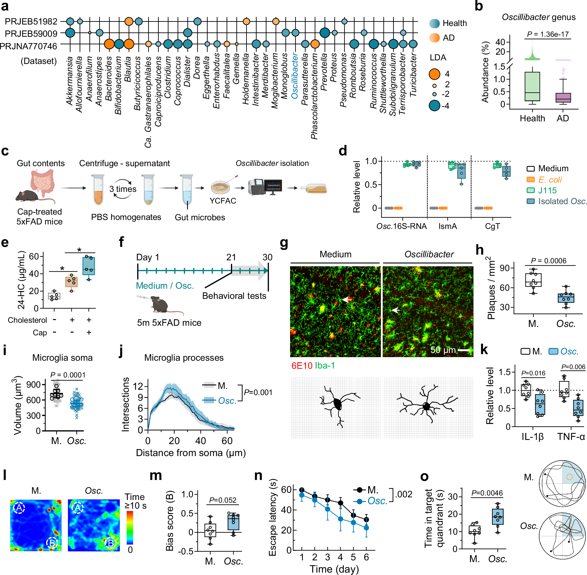 Fig. 5: Direct introduction of Oscillibacter alleviates Aβ-related AD pathologies in 5xFAD mice.