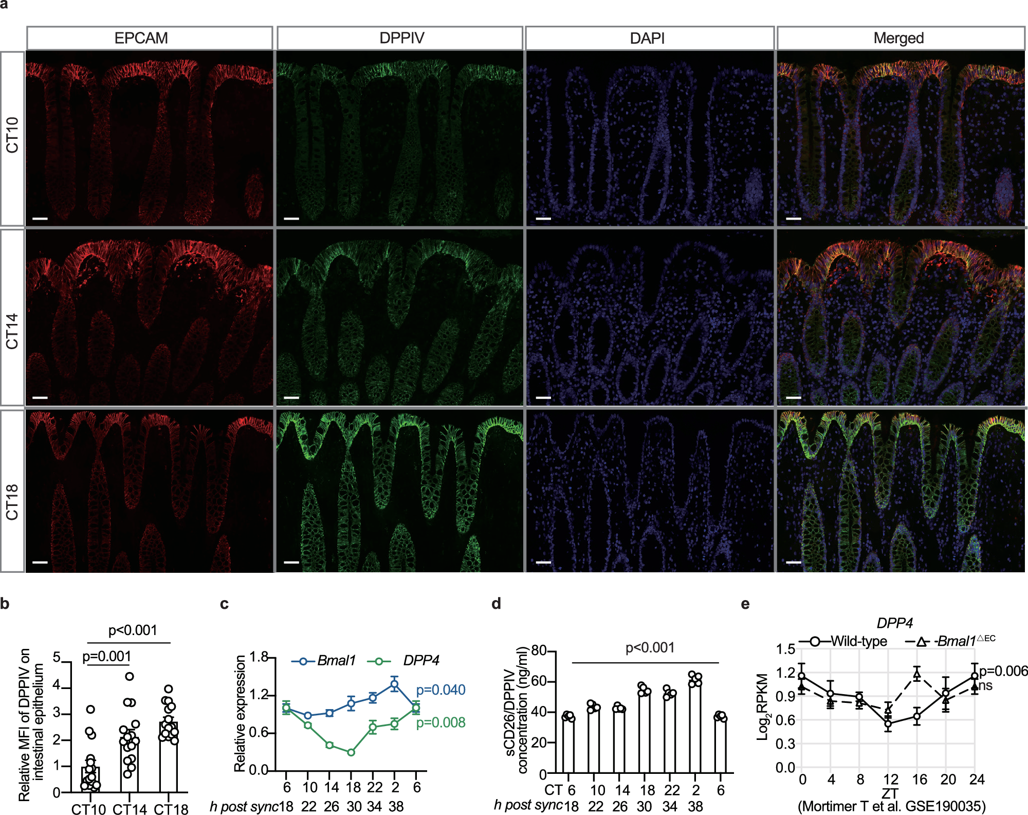 Fig. 3: CD26/DPPIV levels on epithelial cells display circadian variation.