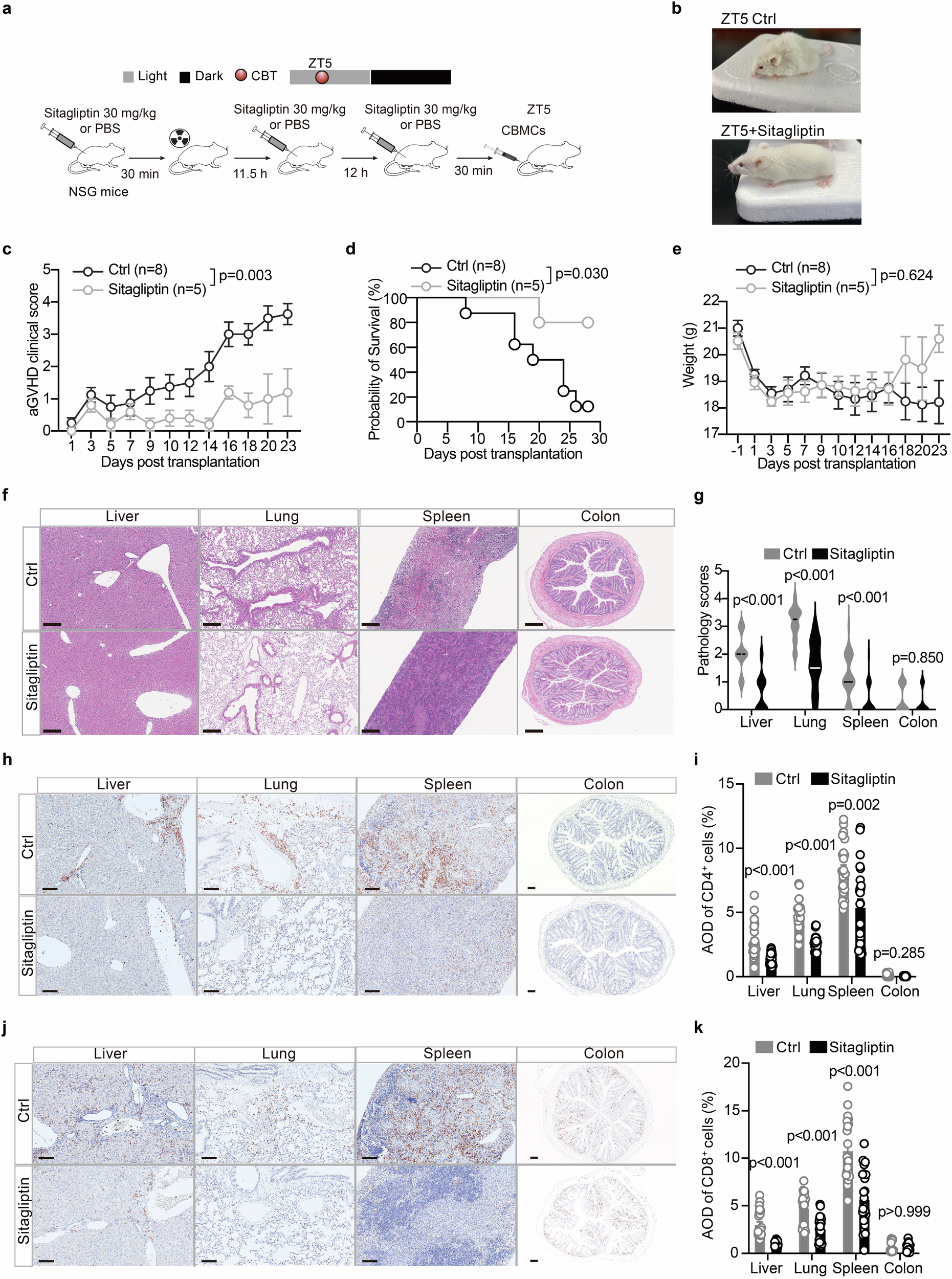 Fig. 4: Prophylaxis with Sitagliptin significantly ameliorates aGVHD and improves survival in mice.