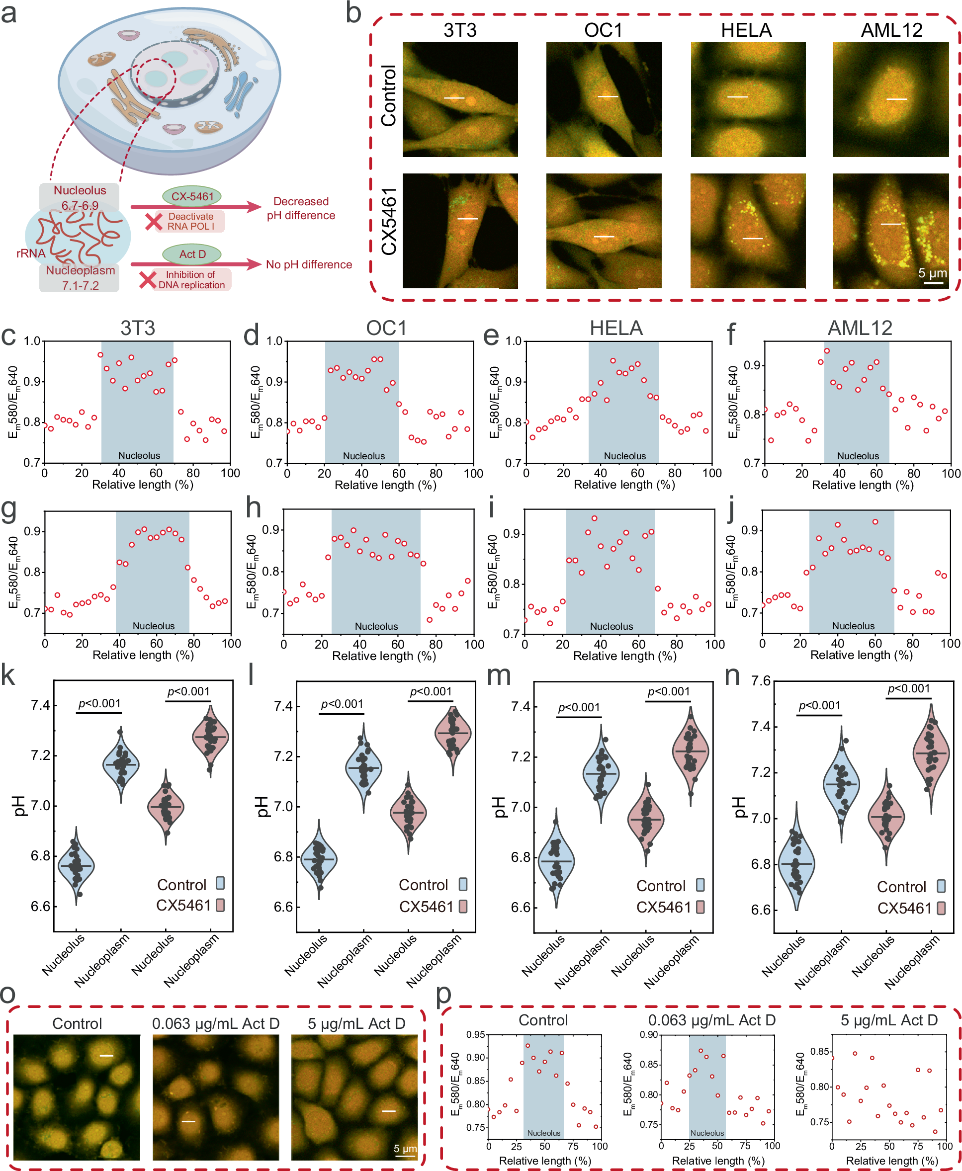 Fig. 2: Investigating the pH of the nucleolus and nucleoplasm under different physiological conditions.