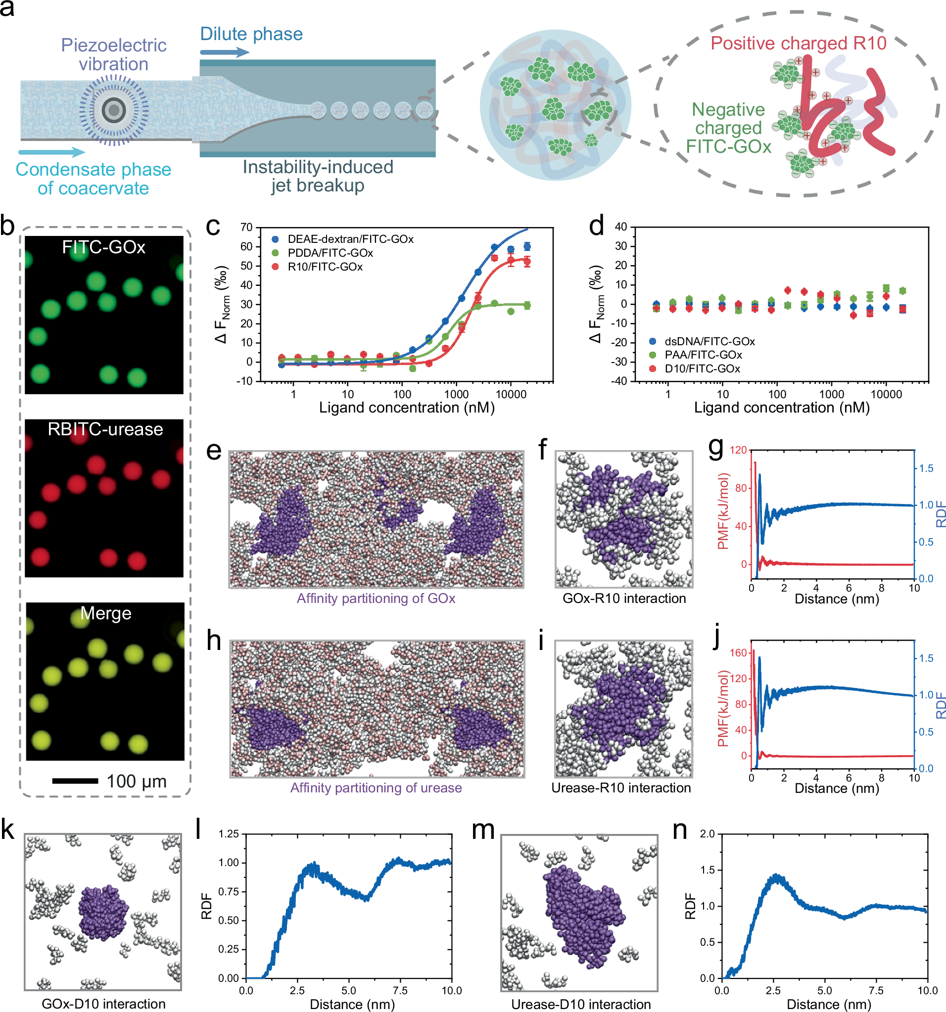 Fig. 4: Partitioning affinity behavior of protein enzymes into the coacervate droplets.