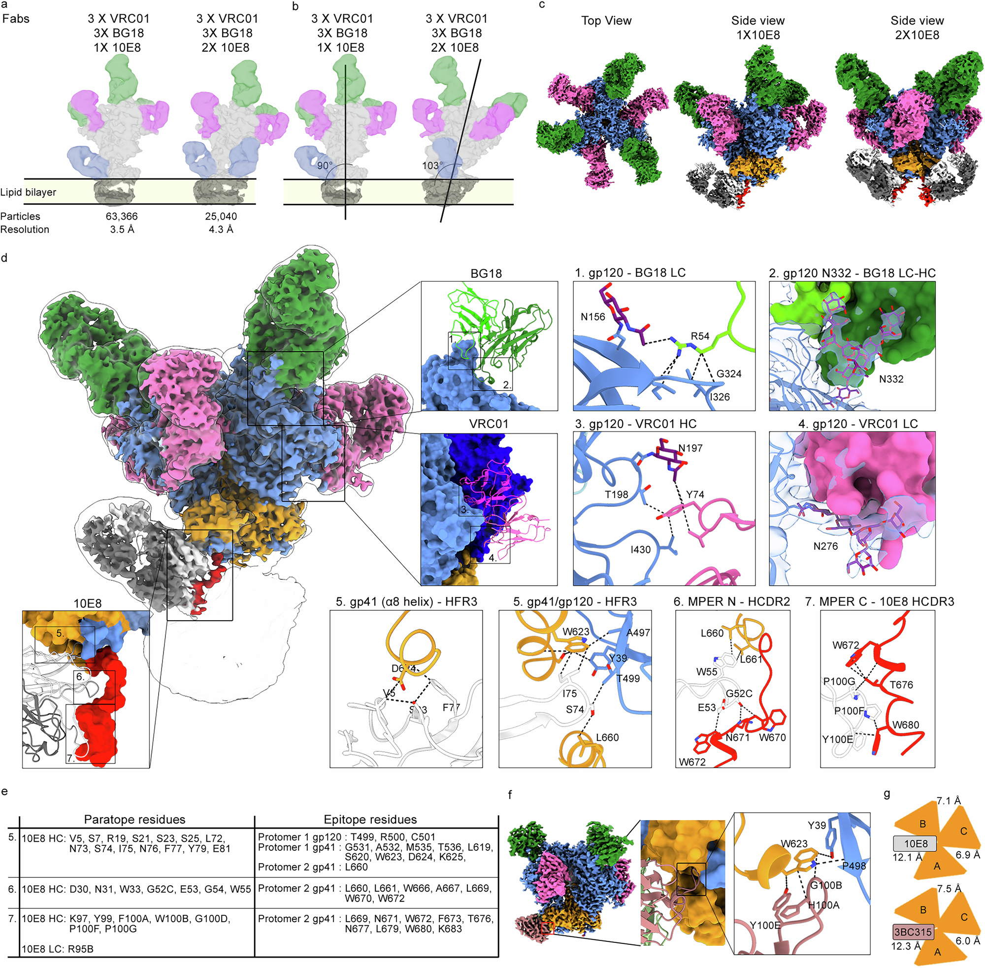 Fig. 6: Structure of Env gp151 MPER ND in complex with bnAbs BG18, VRC01 and 10E8 resolved by cryo-EM.