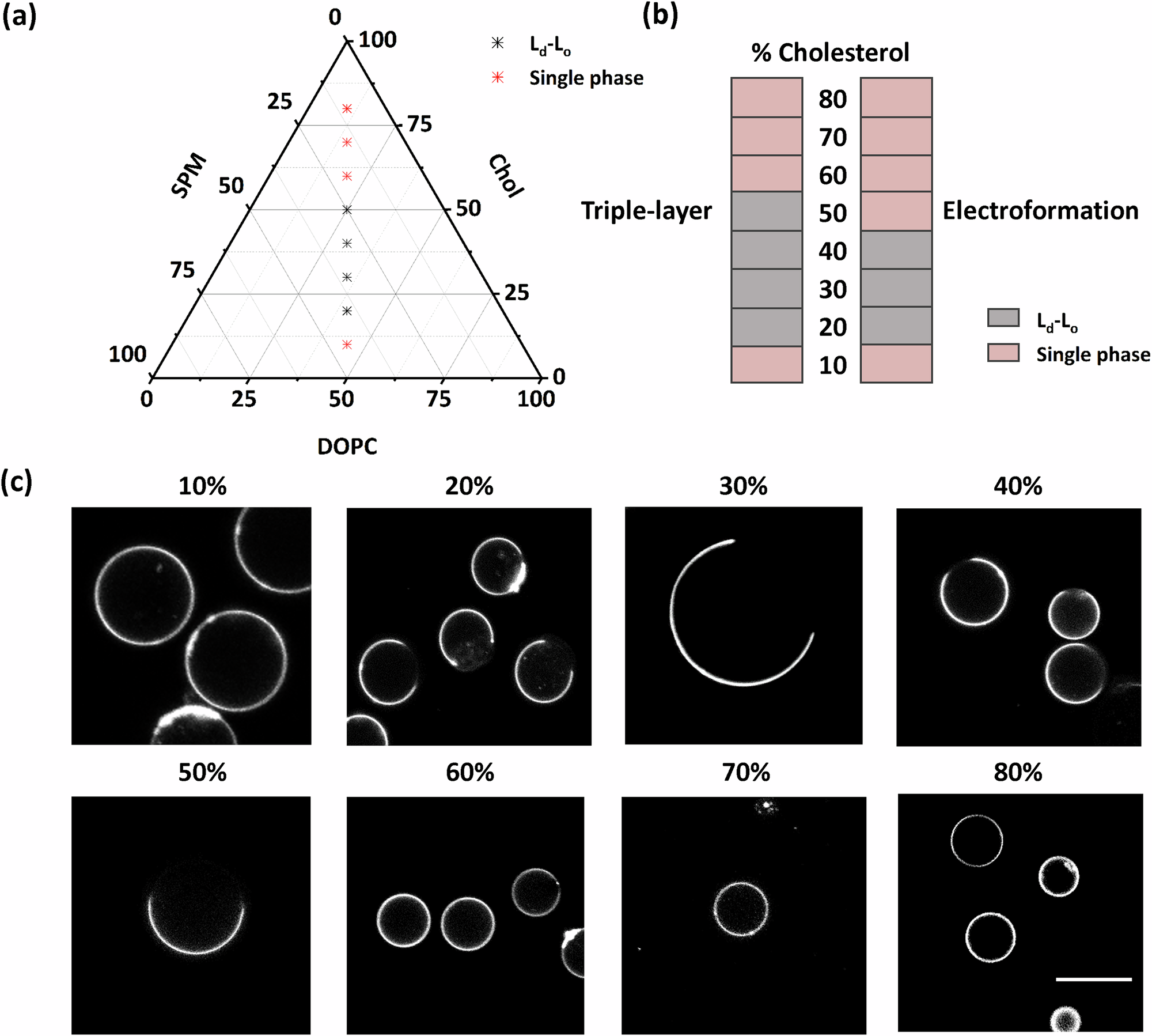 Fig. 4: Triple-layer inverted emulsion production of phase-separated GUVs.