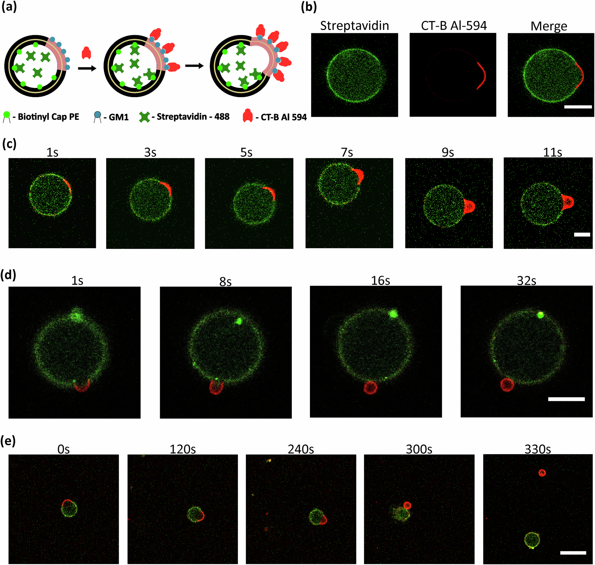 Fig. 5: Asymmetric phase-separated synthetic cells with sphingomyelin using the triple-layer inverted-emulsion method.
