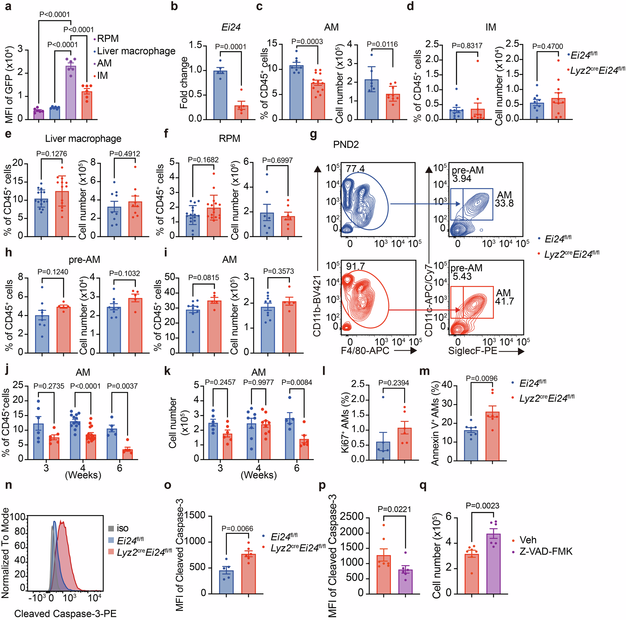 Fig. 1: EI24 is required for homeostasis of AMs.
