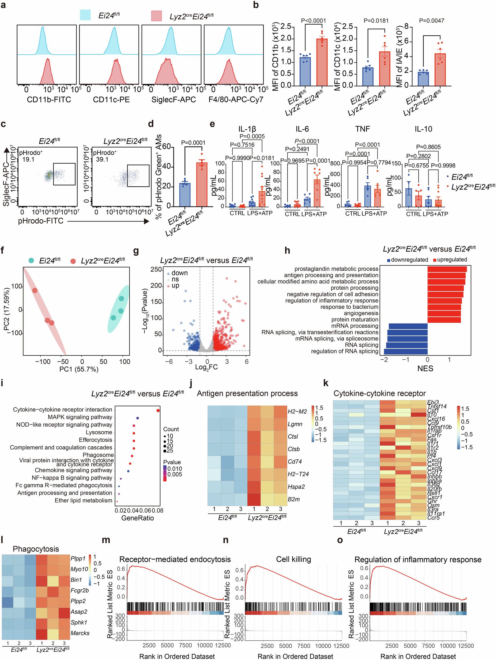 Fig. 2: EI24-deficient AMs display enhanced phagocytosis and pro-inflammatory cytokines production.