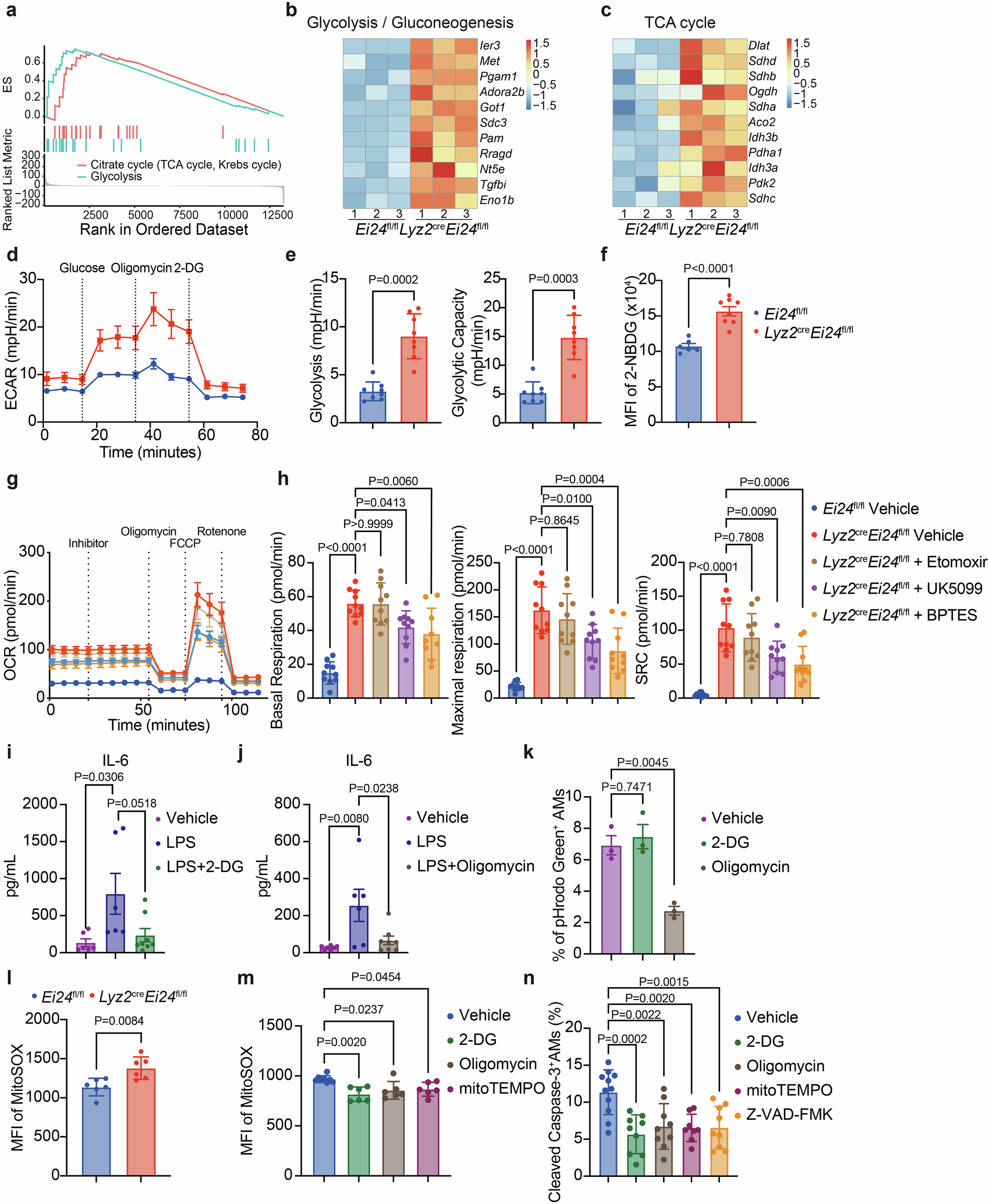 Fig. 6: EI24 deficiency reprograms metabolism to promote functionality and apoptosis of AMs.