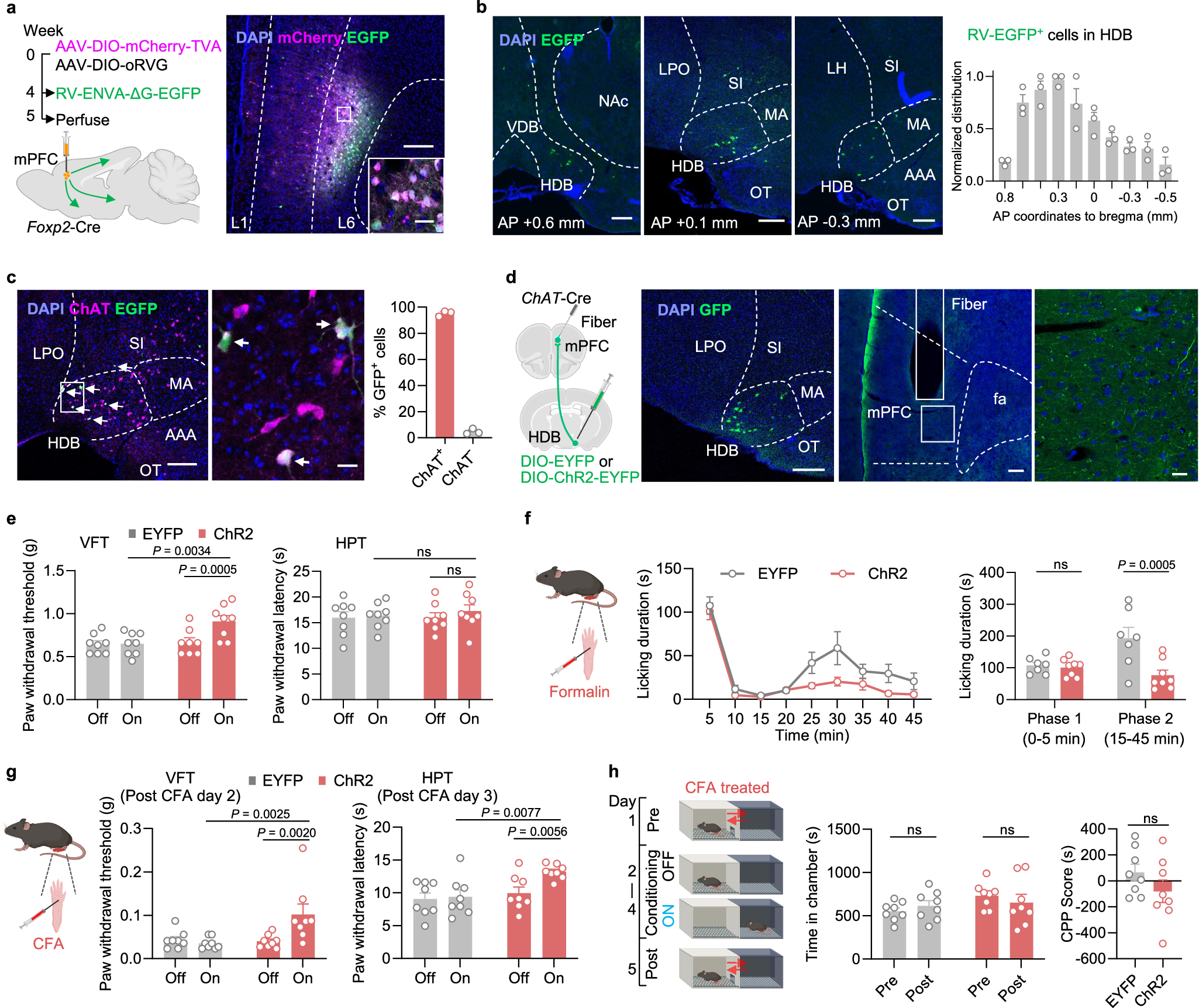 Fig. 6: The mPFC Foxp2+ neurons receive cholinergic innervation from HDB, which is antinociceptive.