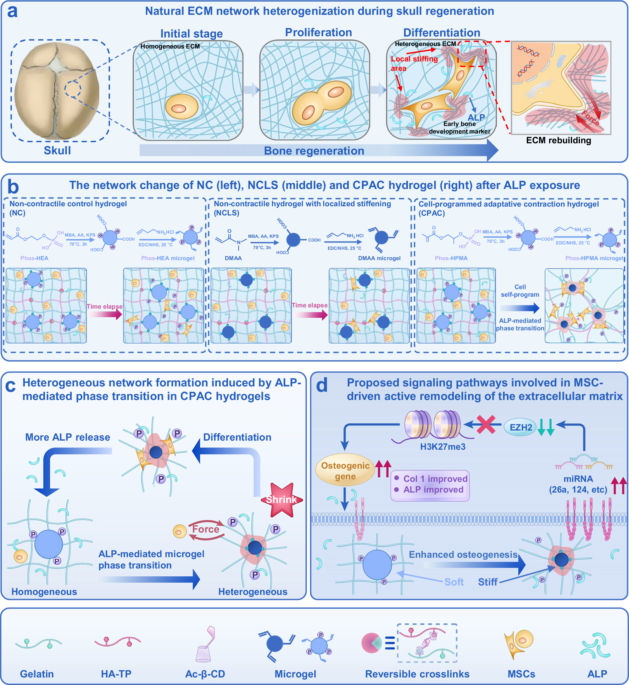 Fig. 1: Schematic of the design of MSC-laden CPAC hydrogel for the treatment of critical-sized rat cranial bone defects.