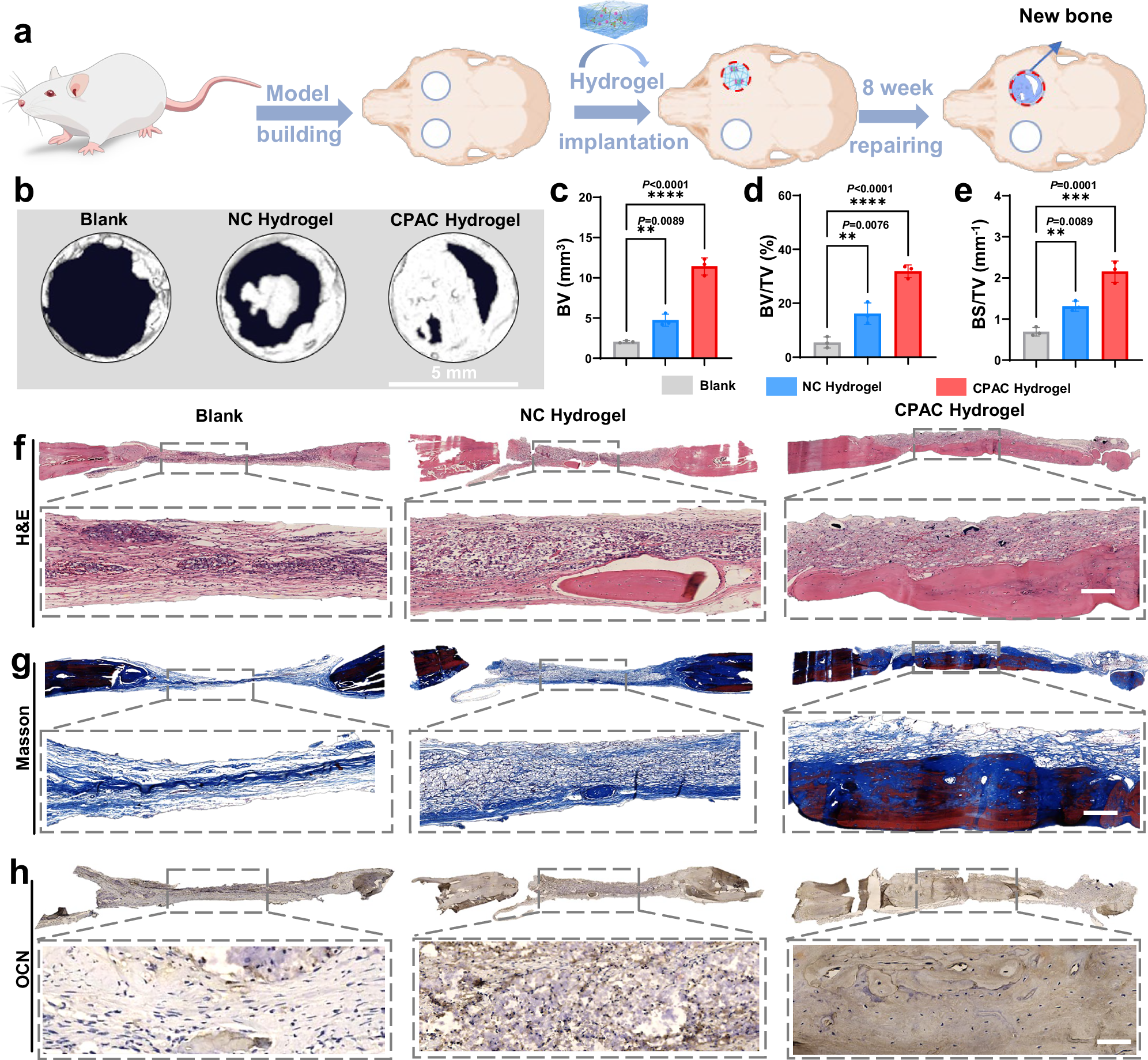 Fig. 6: CPAC hydrogel promotes in vivo bone regeneration in a rat cranial defect model.