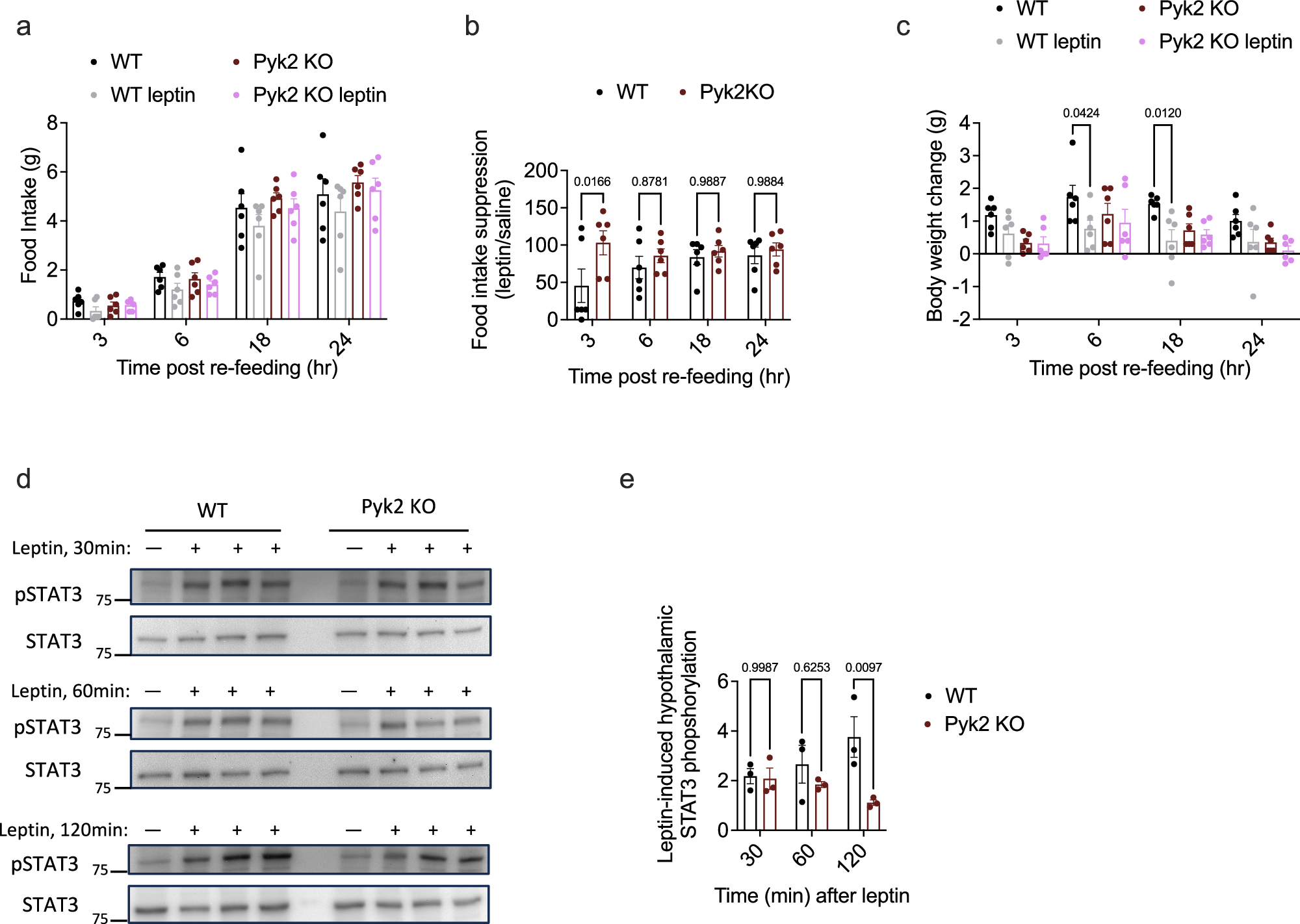 Fig. 6: Pyk2 KO mice have impaired leptin sensitivity.
