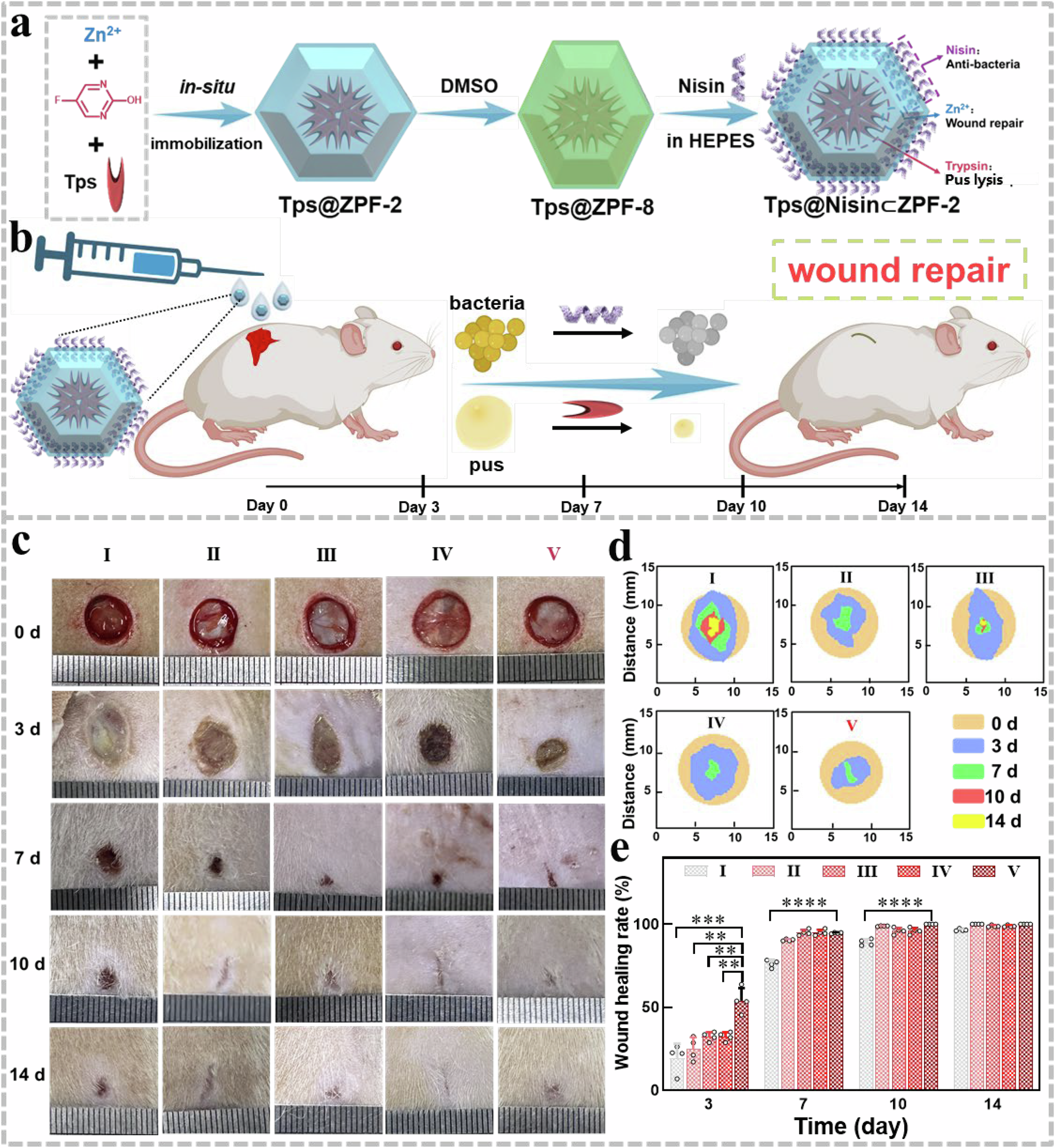 Fig. 6: Multicomponent synergistic anti-bacteria activity of biomacromolecule ⊂ZPF-2 with different distribution of biomacromolecules for wound healing.