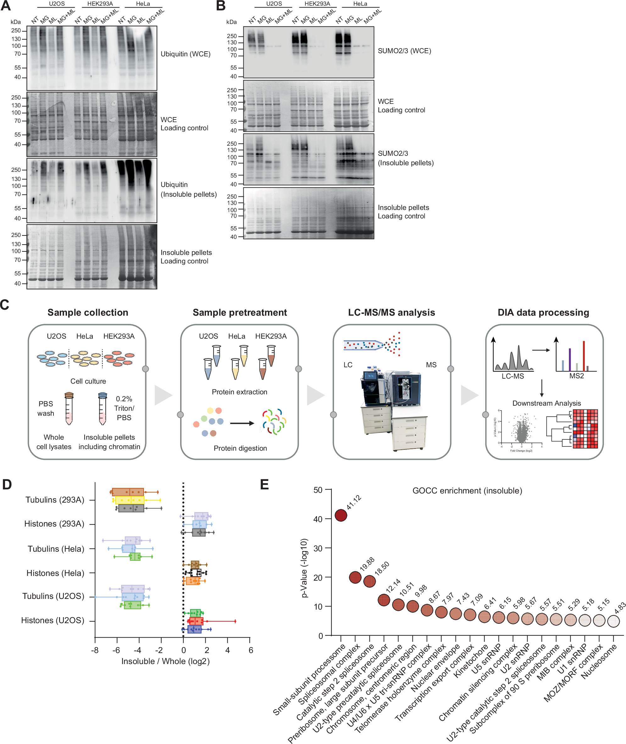 Fig. 2: Overview of proteome-wide solubility shift proteomics.