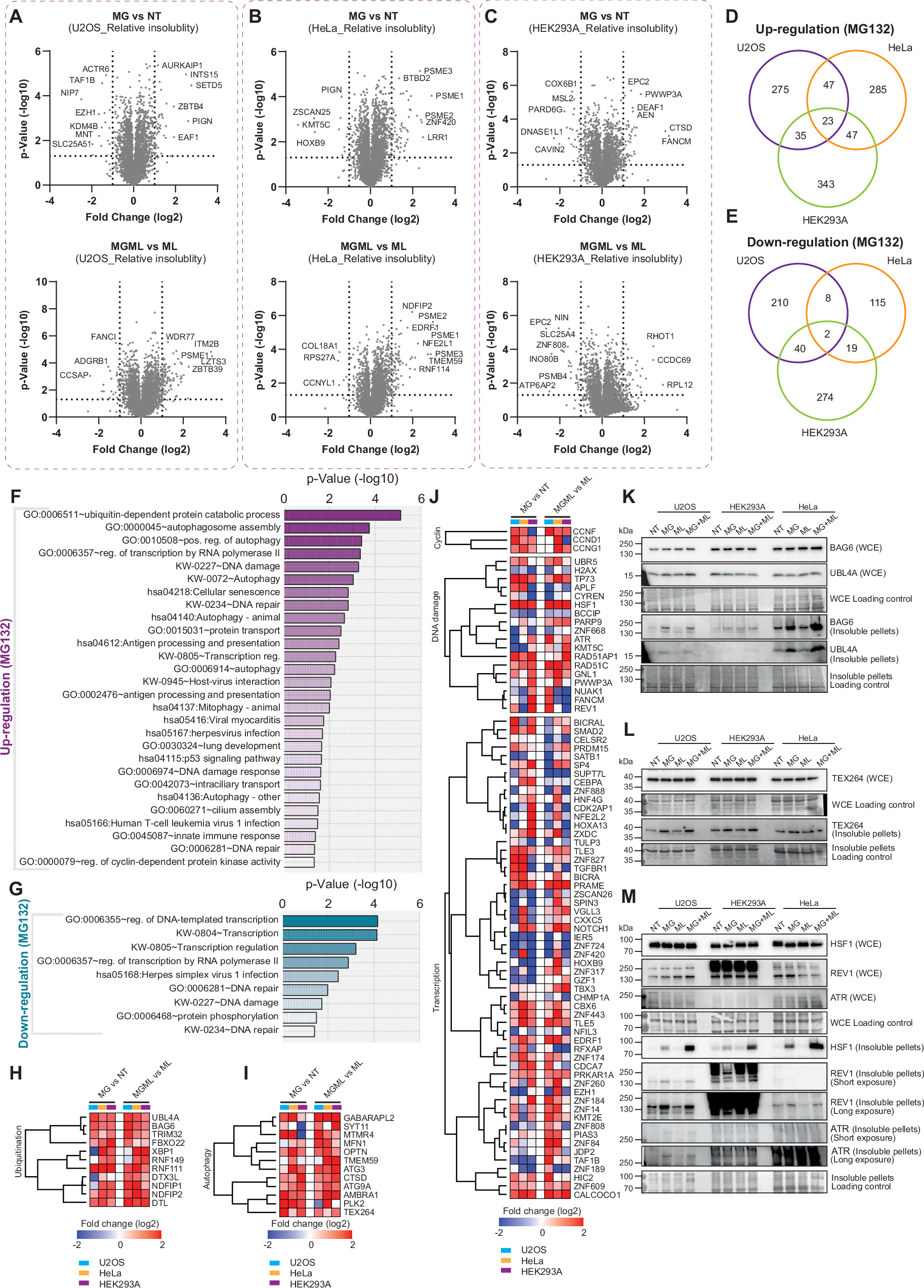 Fig. 4: MG132-induced modulation of protein solubility.