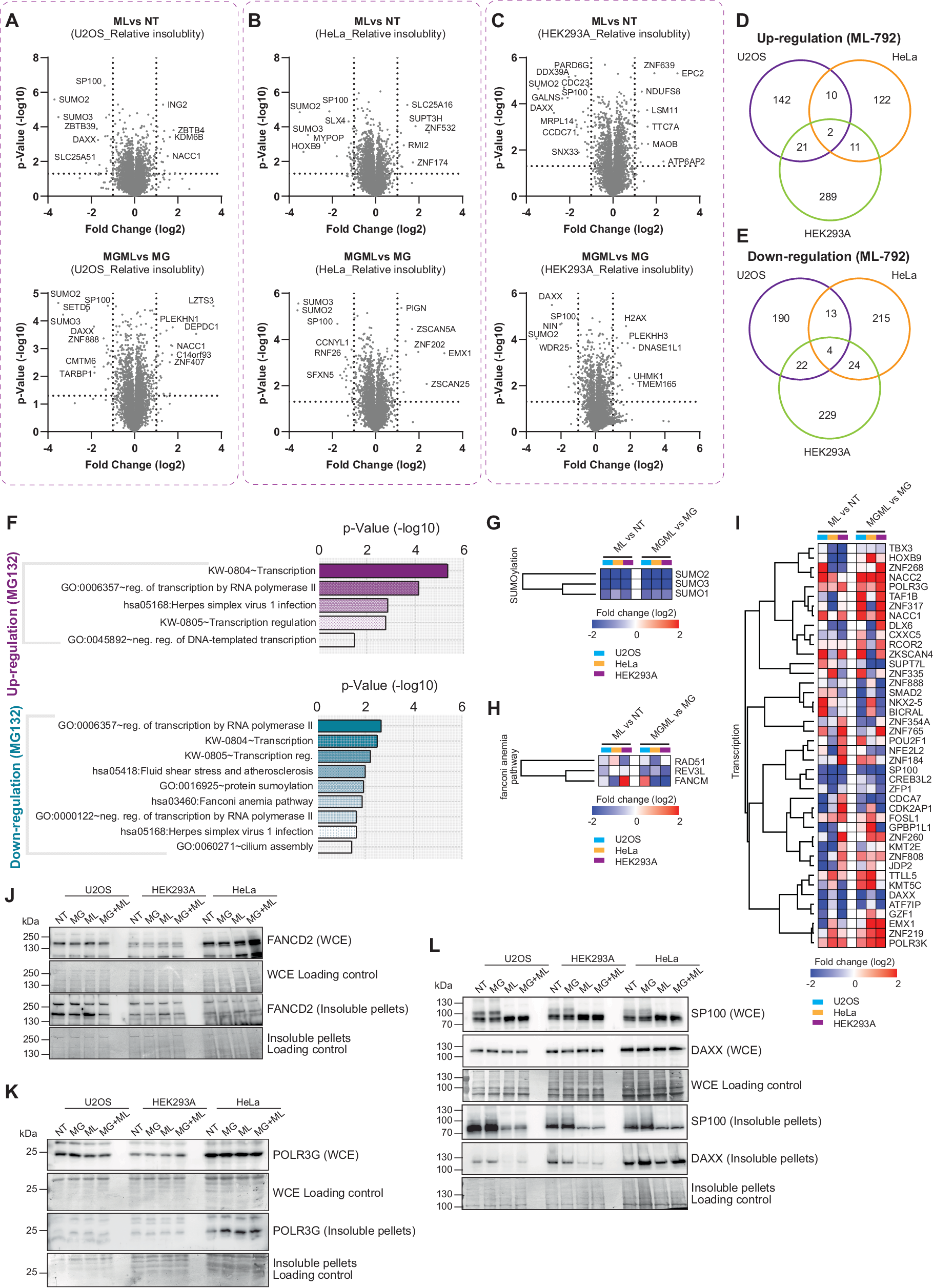 Fig. 5: ML-792-induced modulation of protein solubility.