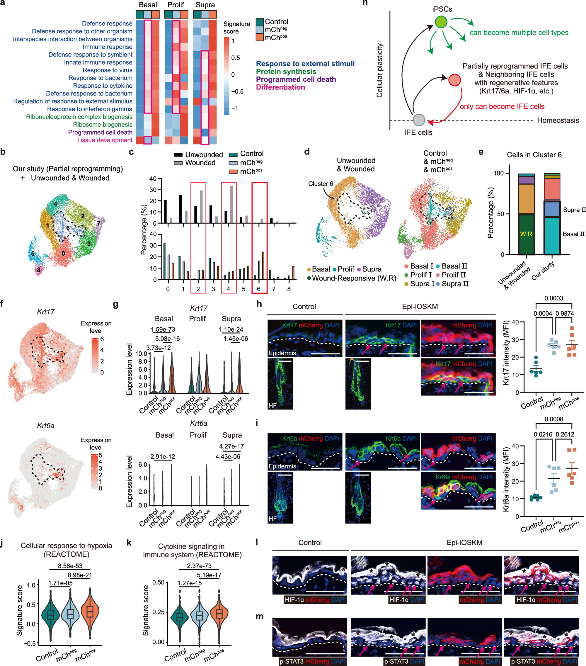 Fig. 2: Injury-responsive-like conversion in transiently OSKM-expressing and their neighboring cells.