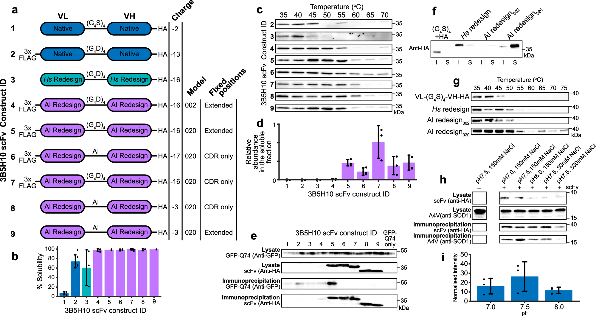 Fig. 4: Inverse folding improves scFv intrabody solubility and thermal stability.
