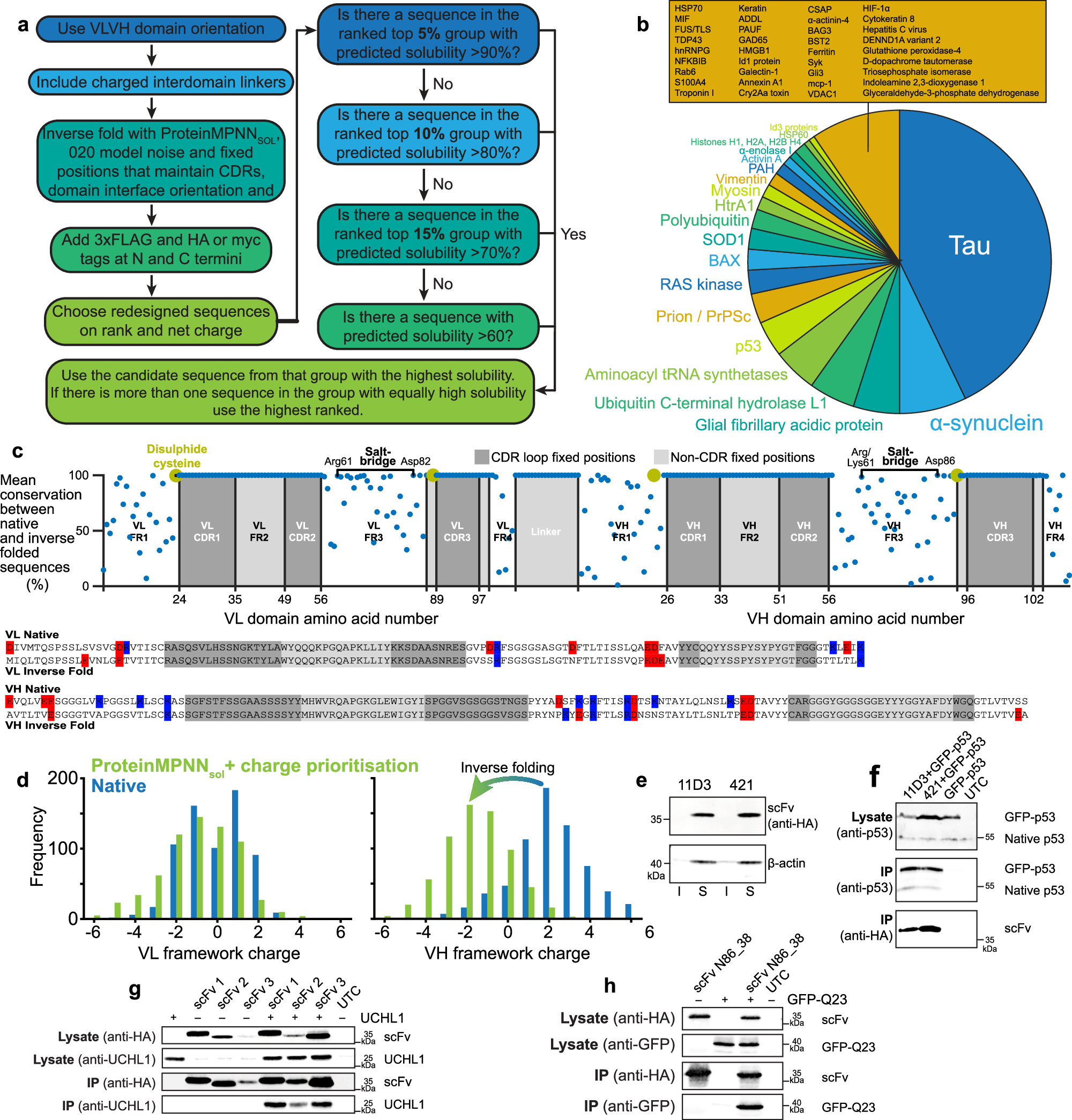 Fig. 5: Reliable in silico construction of scFv intrabodies.