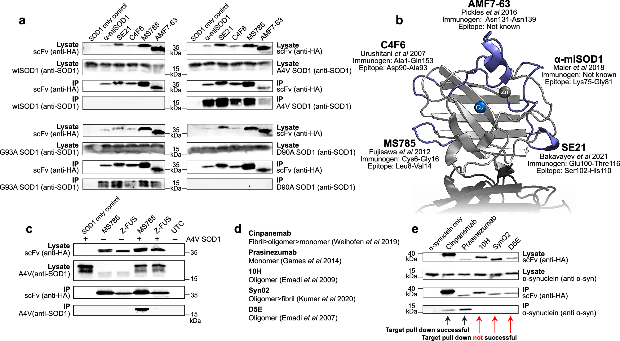 Fig. 6: State specific intrabody interactions with SOD1 and α-synuclein.