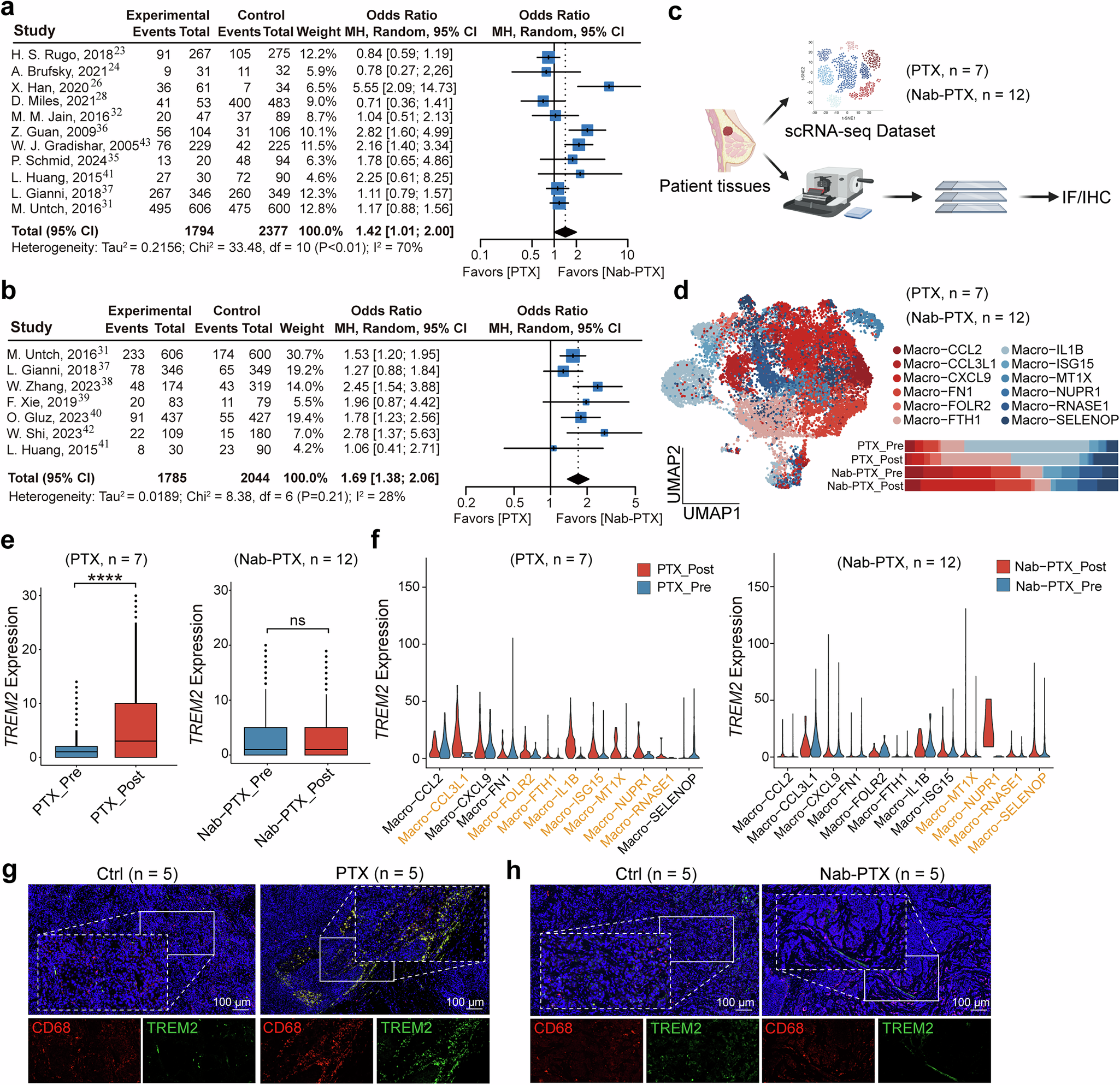 Fig. 1: PTX but not Nab-PTX induces TREM2+ macrophage infiltration in breast cancer tissues.