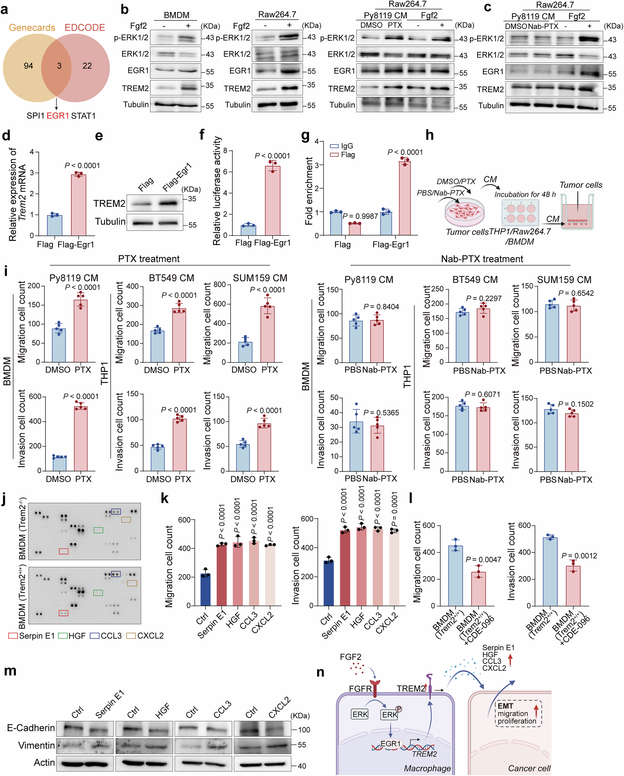 Fig. 7: The FGF2-EGR1-TREM2 axis in macrophages enhances secretion of EMT-related cytokines, thereby promoting breast cancer metastasis.