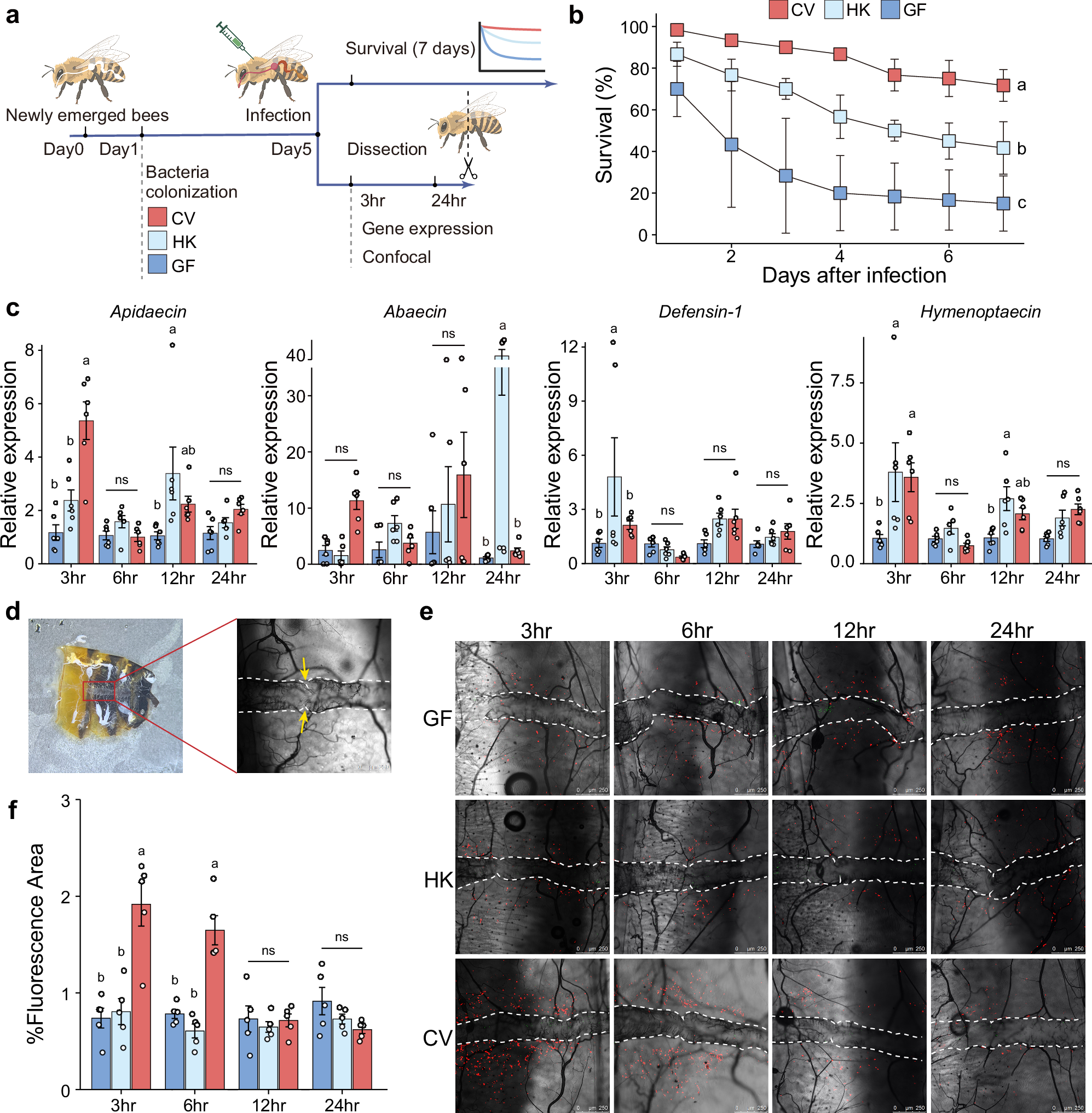 Fig. 1: Live gut bacteria prime systemic humoral and cellular immunity in honey bees.