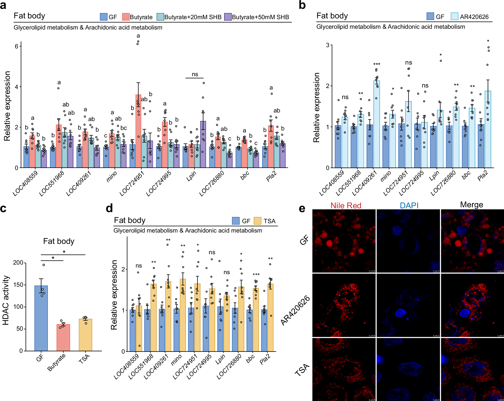 Fig. 5: Butyrate activates the GPCR pathway and regulates histone acetylation in honey bees, modulating the balance between lipid metabolism and immune activation.