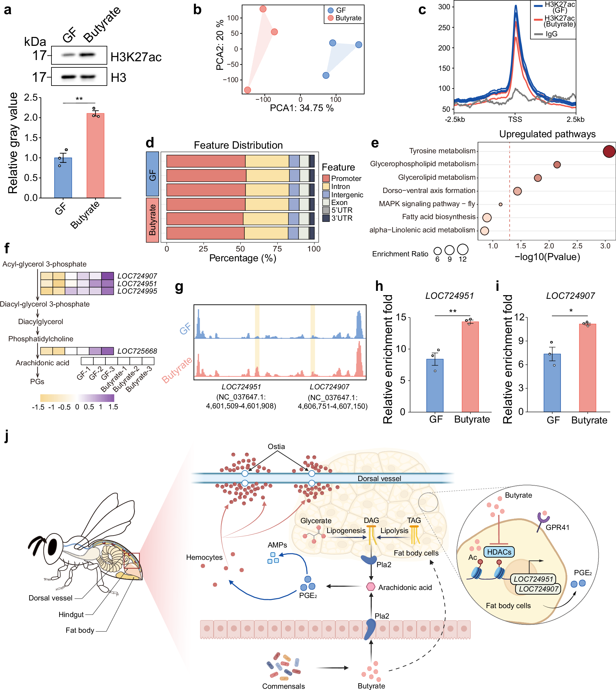 Fig. 6: Butyrate regulates lipid metabolism through H3K27ac modification in honey bee fat bodies.