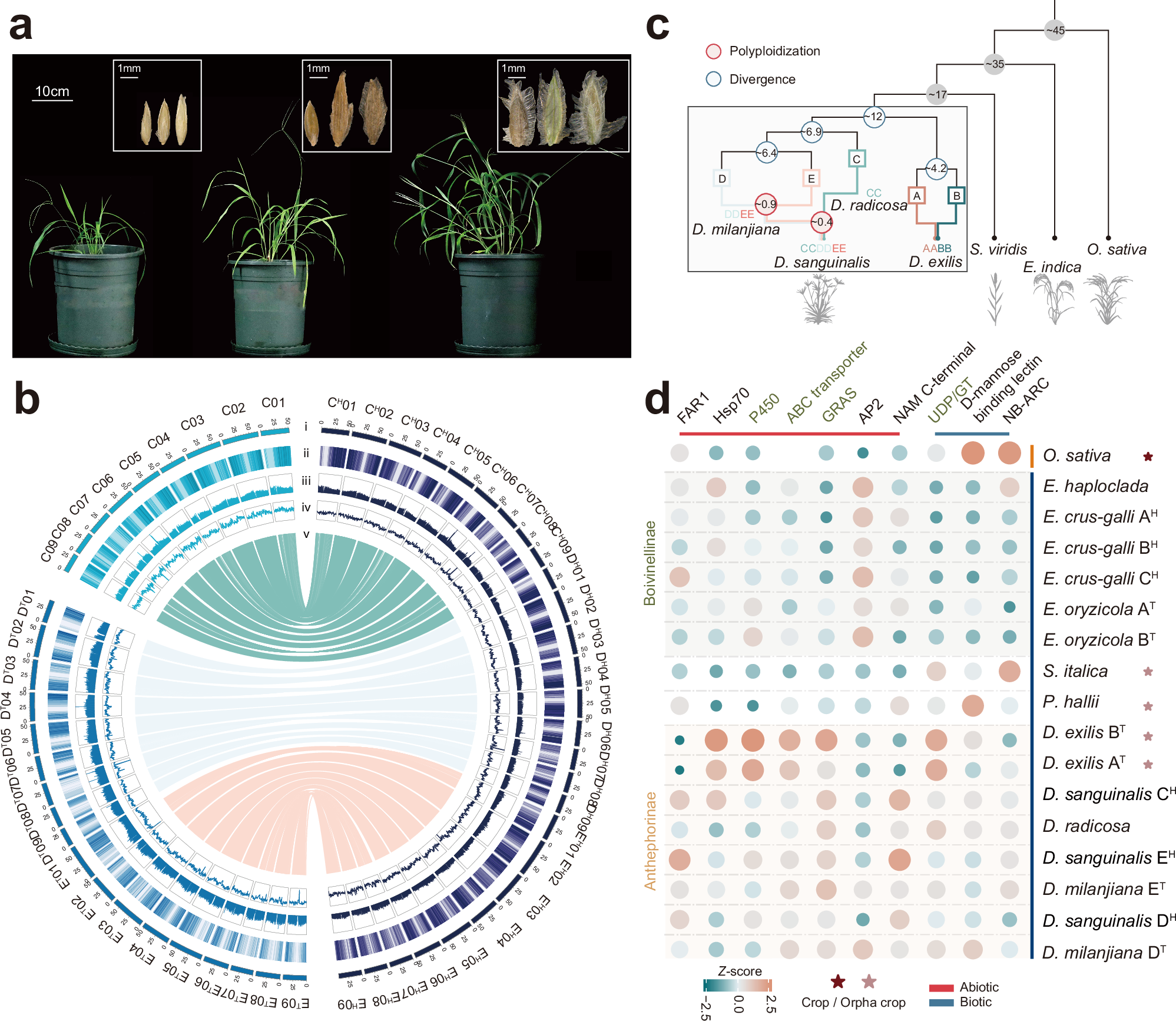 Fig. 1: Reference genome assemblies and phylogenomics of the Digitaria genus.