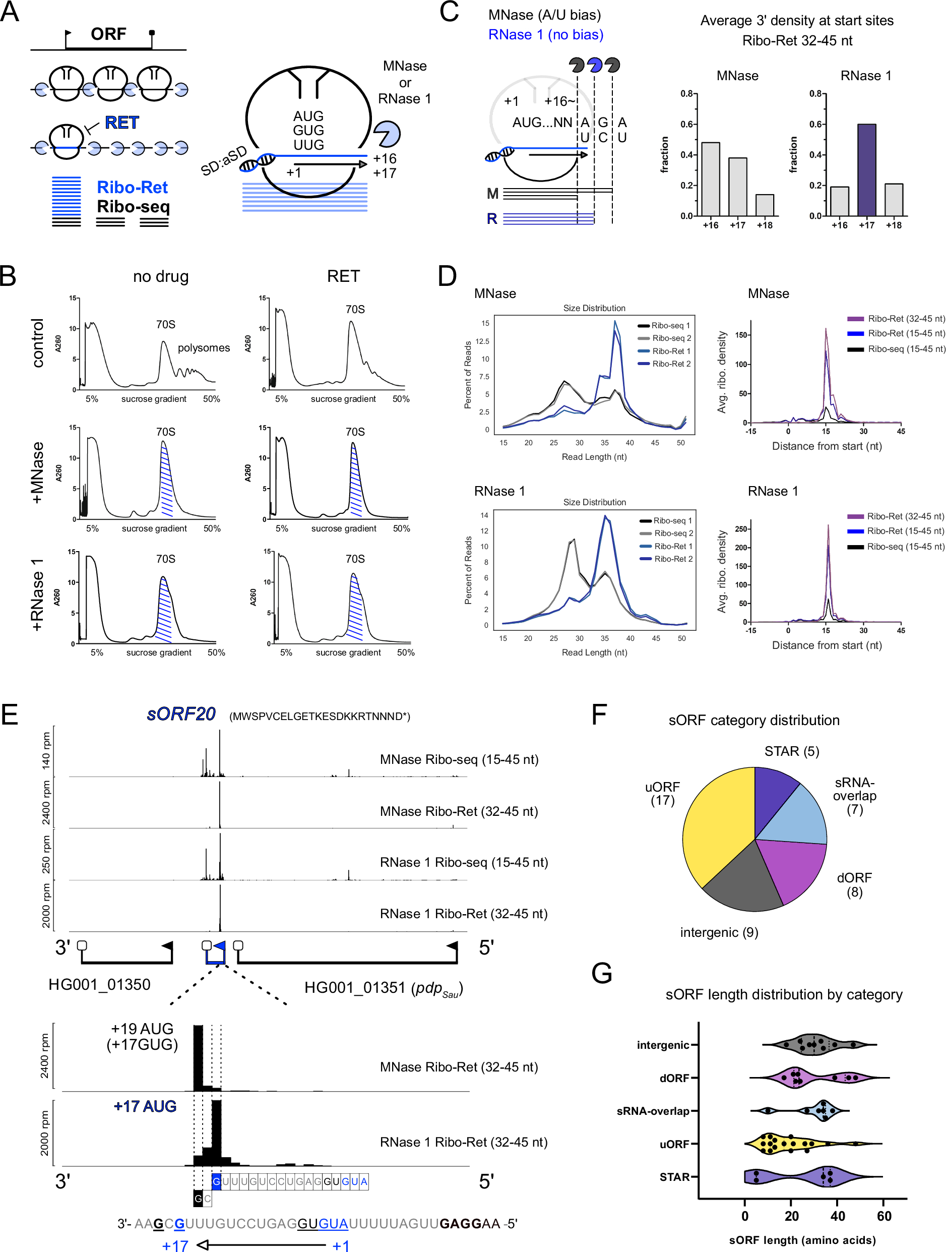 Fig. 1: RNase 1 Ribo-Ret enables high-resolution translation initiation profiling and sORF discovery in S. aureus.