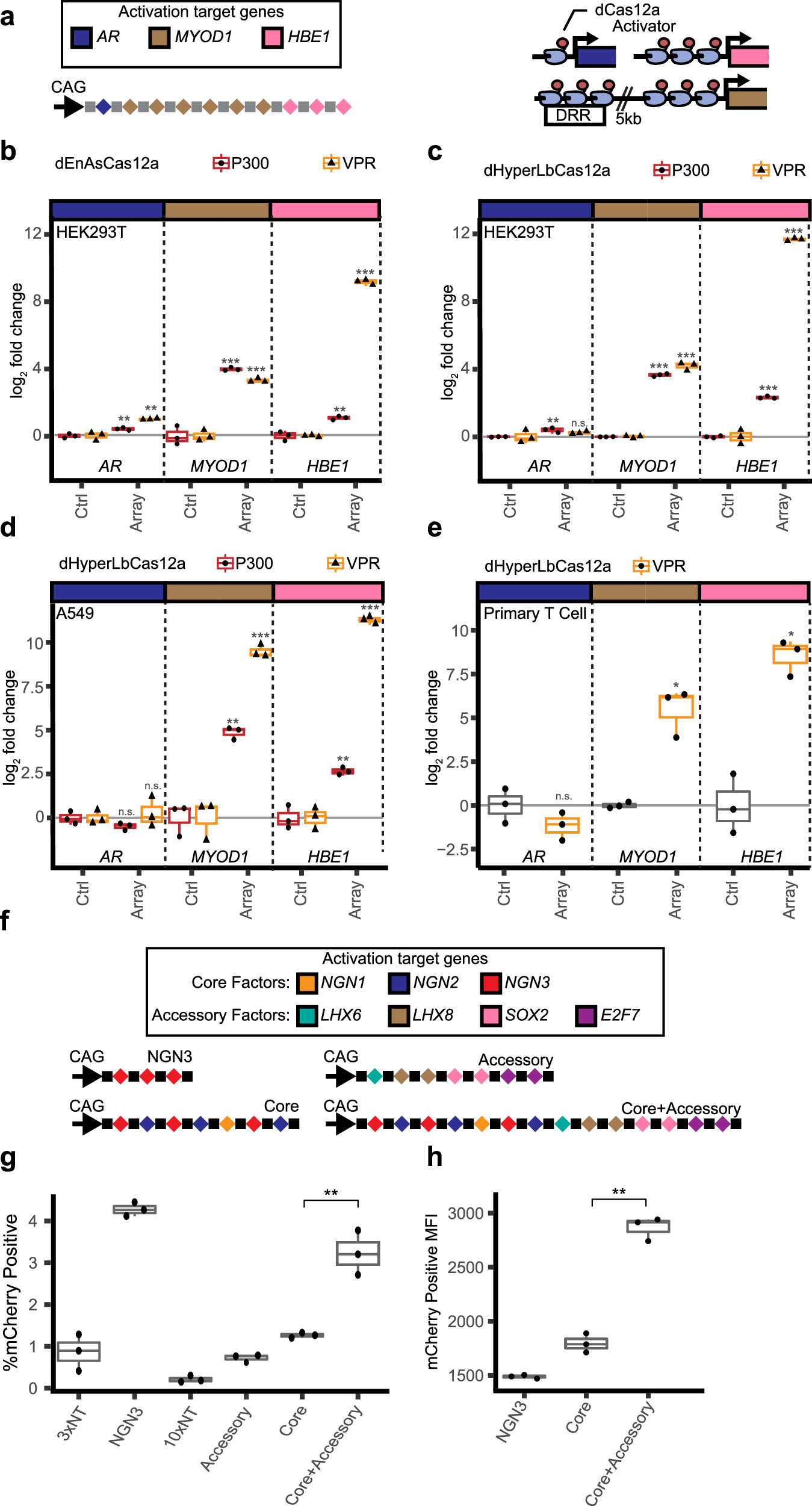 Fig. 4: Multiplexed gene activation by dCas12a-P300 and dCas12a-VPR.