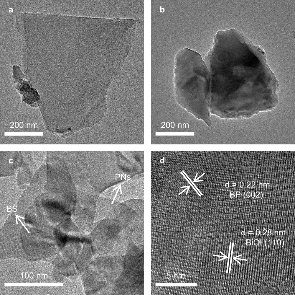Fig. 1: Morphology characterization.