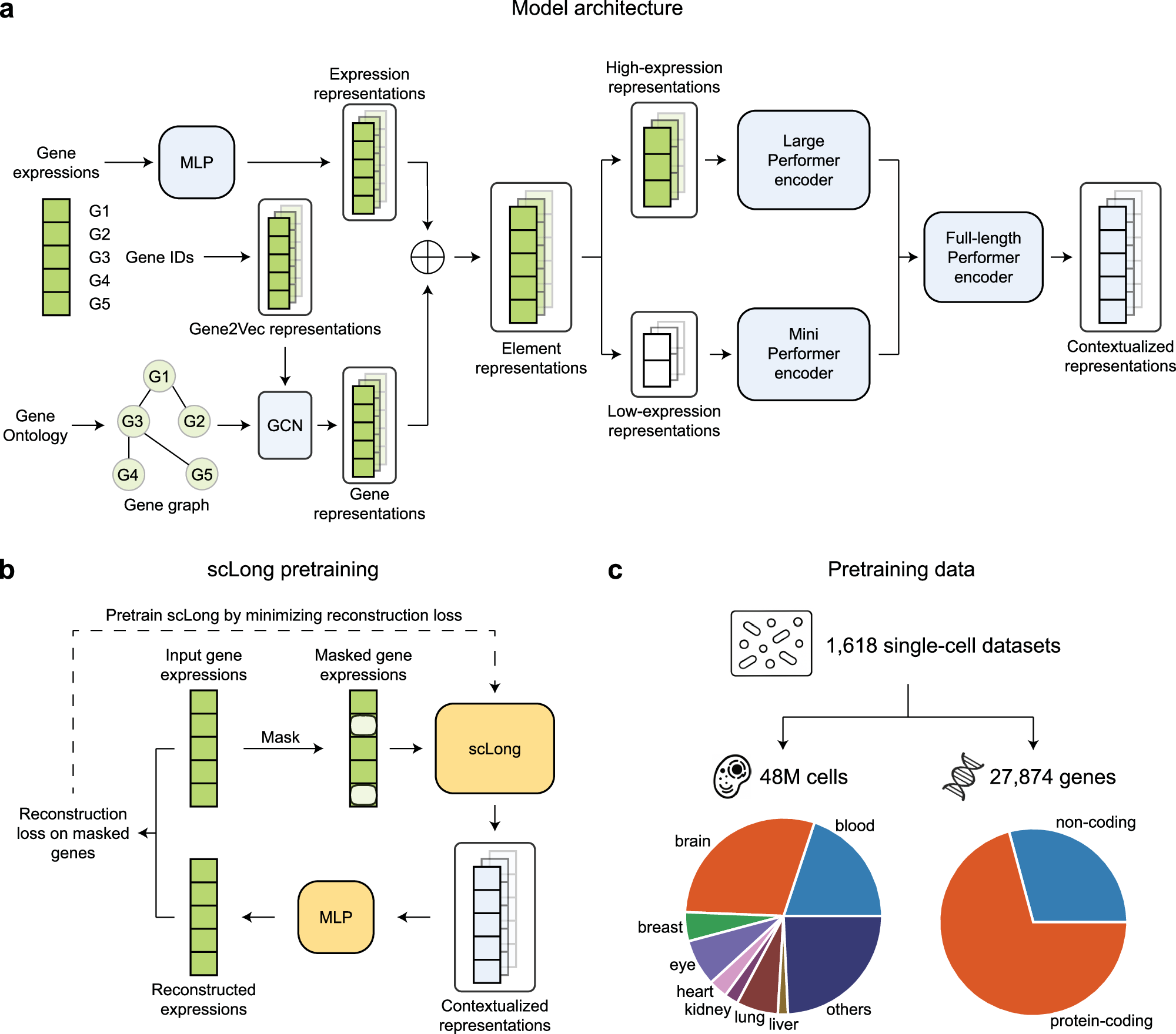 Fig. 1: scLong, a scRNA-seq foundation model with one billion parameters pretrained on 48 million cells, captures long-range context across 27,874 genes by employing a dual encoder architecture and leveraging Gene Ontology knowledge.