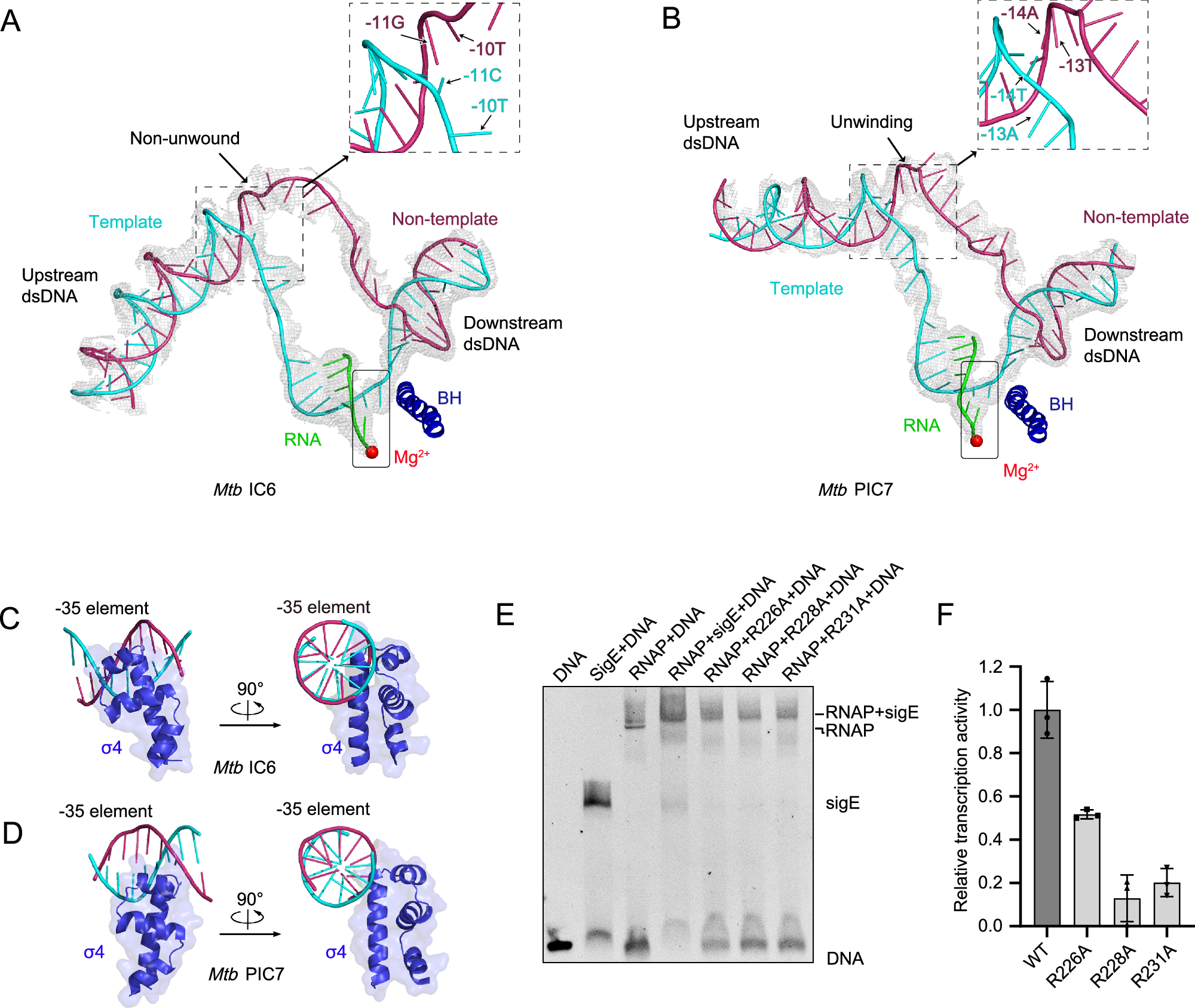 Fig. 3: DNA scaffold reorganization in PIC.